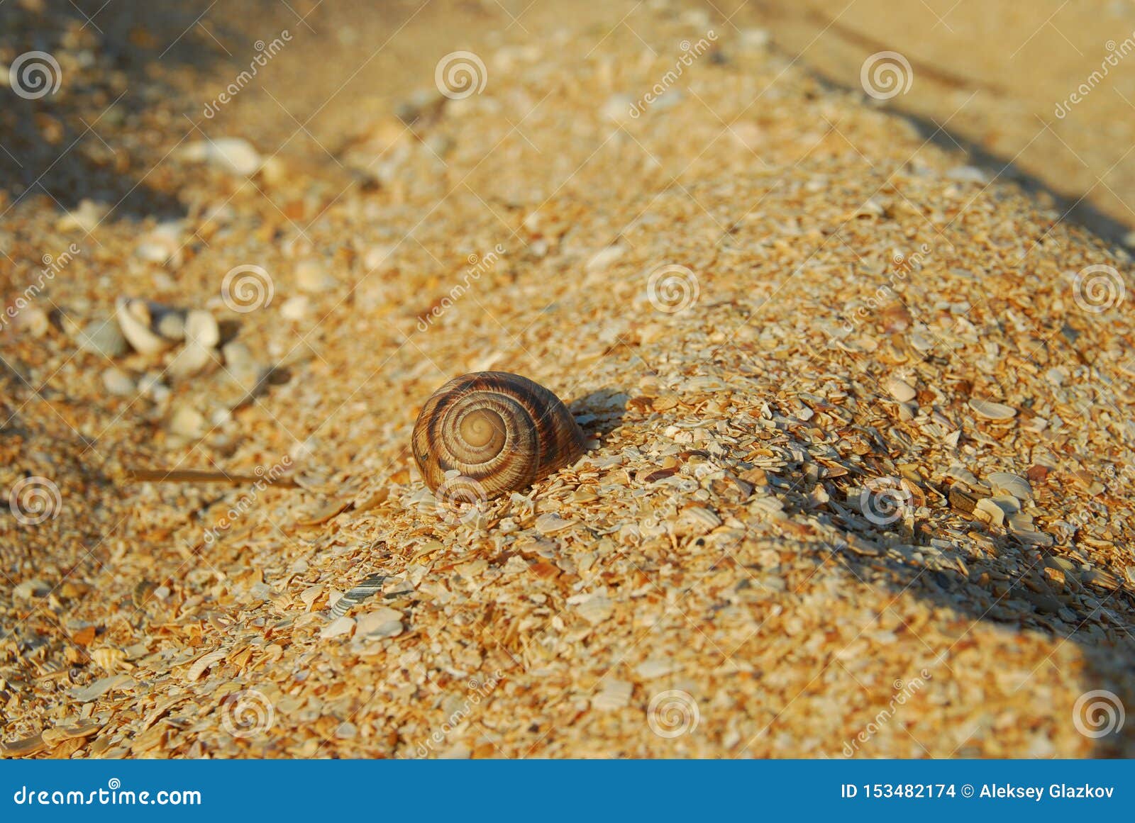 The Snail Shell on a Sandy Beach Stock Photo Image of snail, hermit