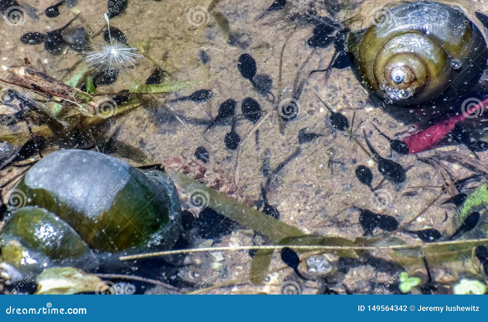 snail shells and tadpoles