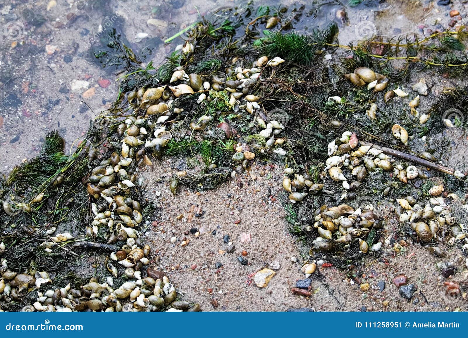 Snail Shells and Weeds on a Sandy Shore Stock Image Image of lymnaea