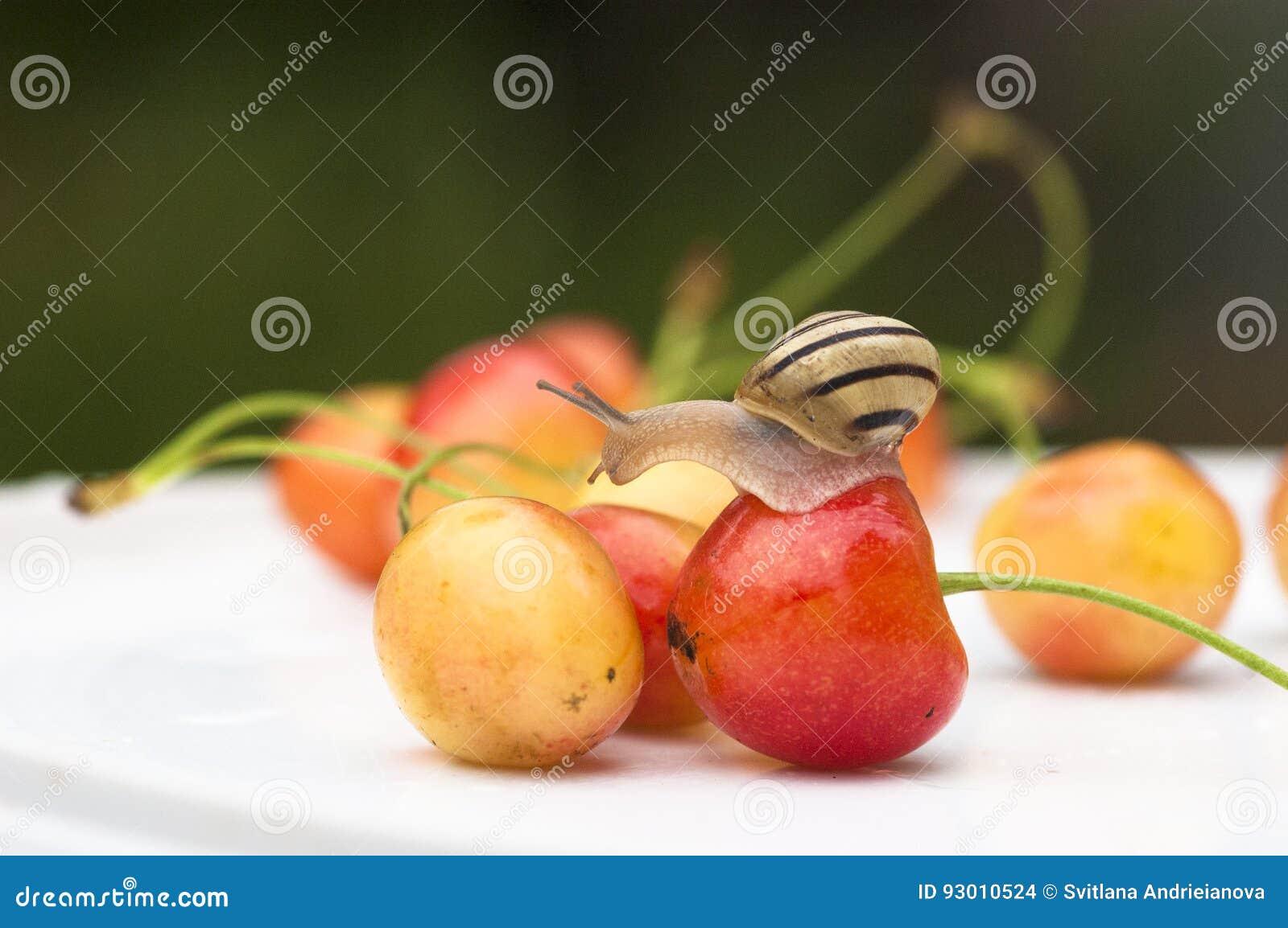 The Snail Sits on a Berries Stock Photo Image of cherries, village