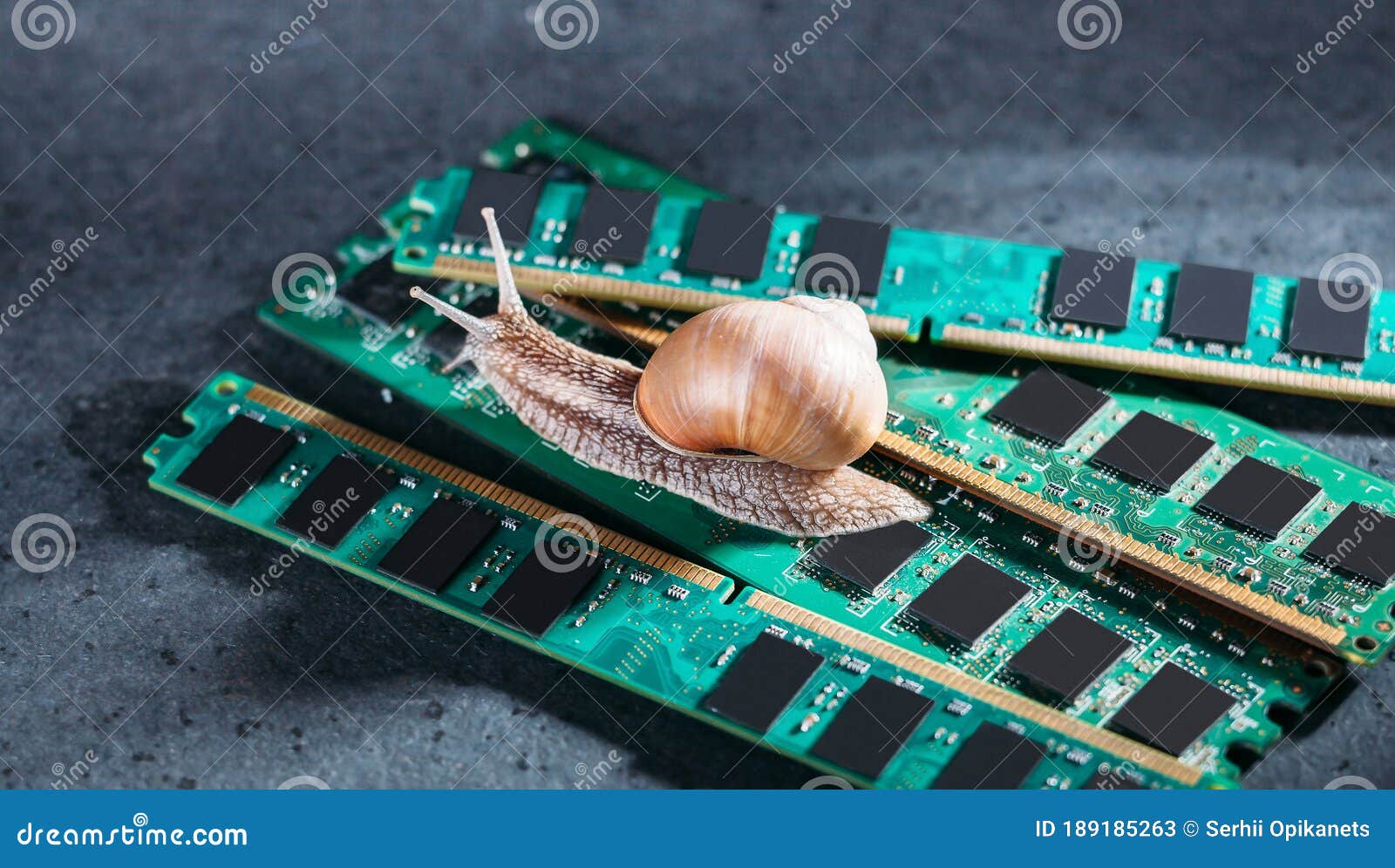 Snail on the Slats of RAM. Old Obsolete Memory. Slow Computer Components Stock Image - Image of module, core: 189185263