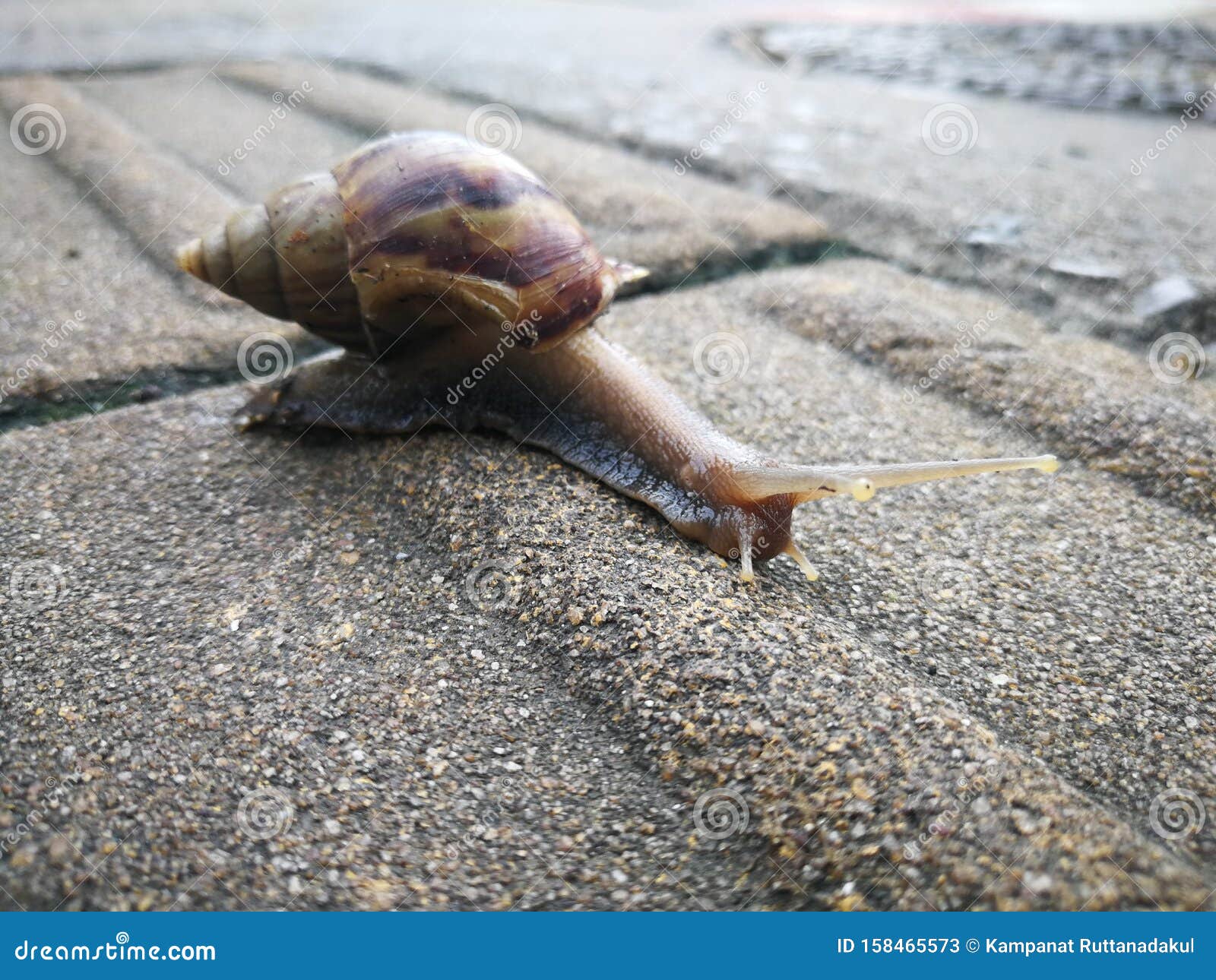 The Snail Has Slime Crawling on the Floor. Stock Image Image of shell