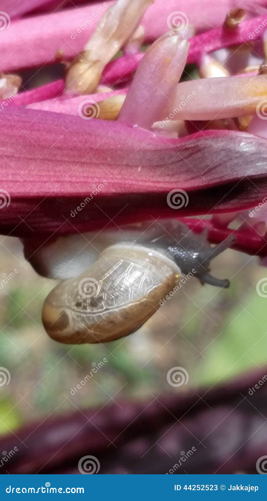 Snail eating stock image. Image of nature, flower, snail 44252523