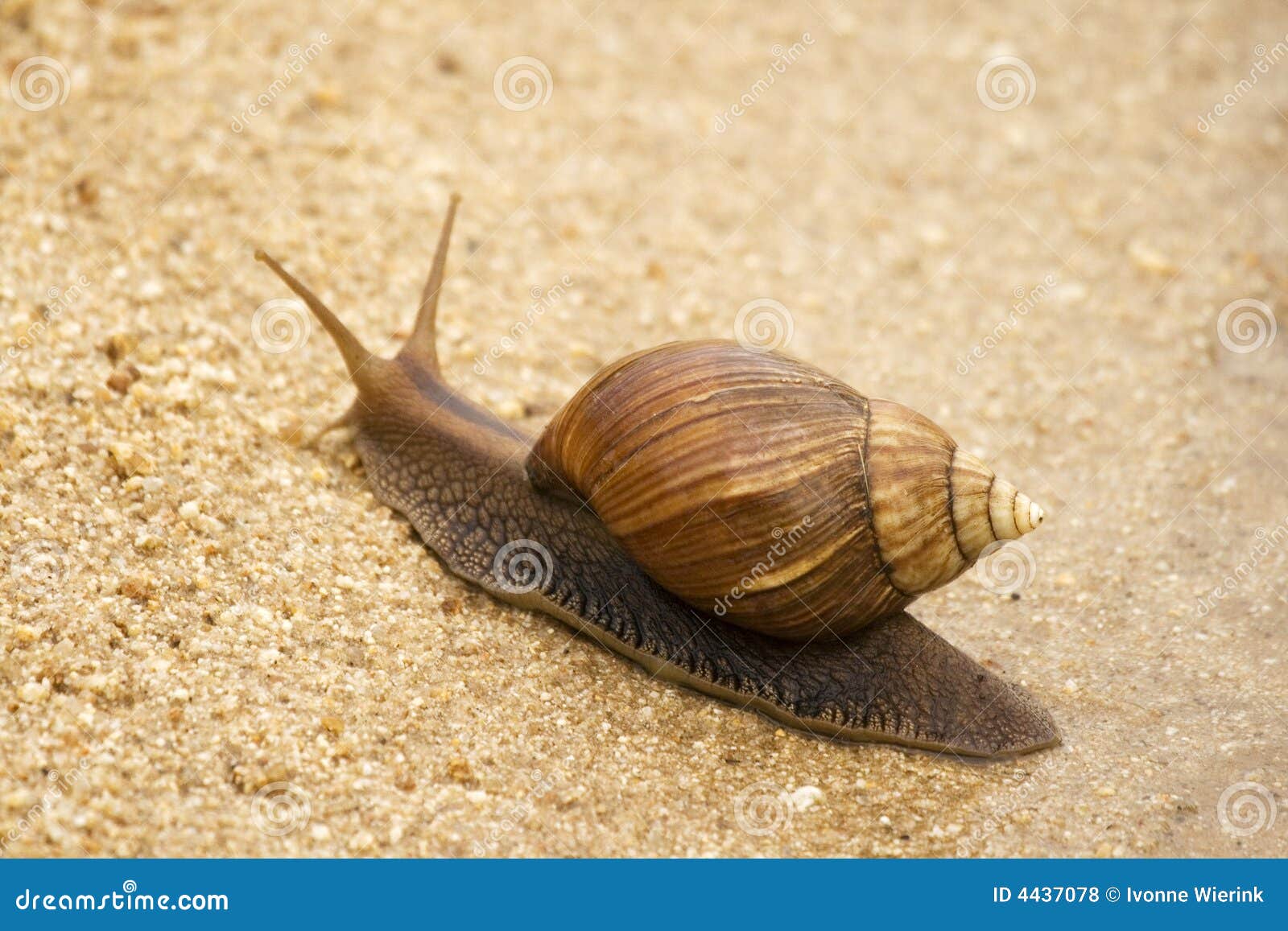 Snail south Africa stock photo. Image of animal, house 4437078
