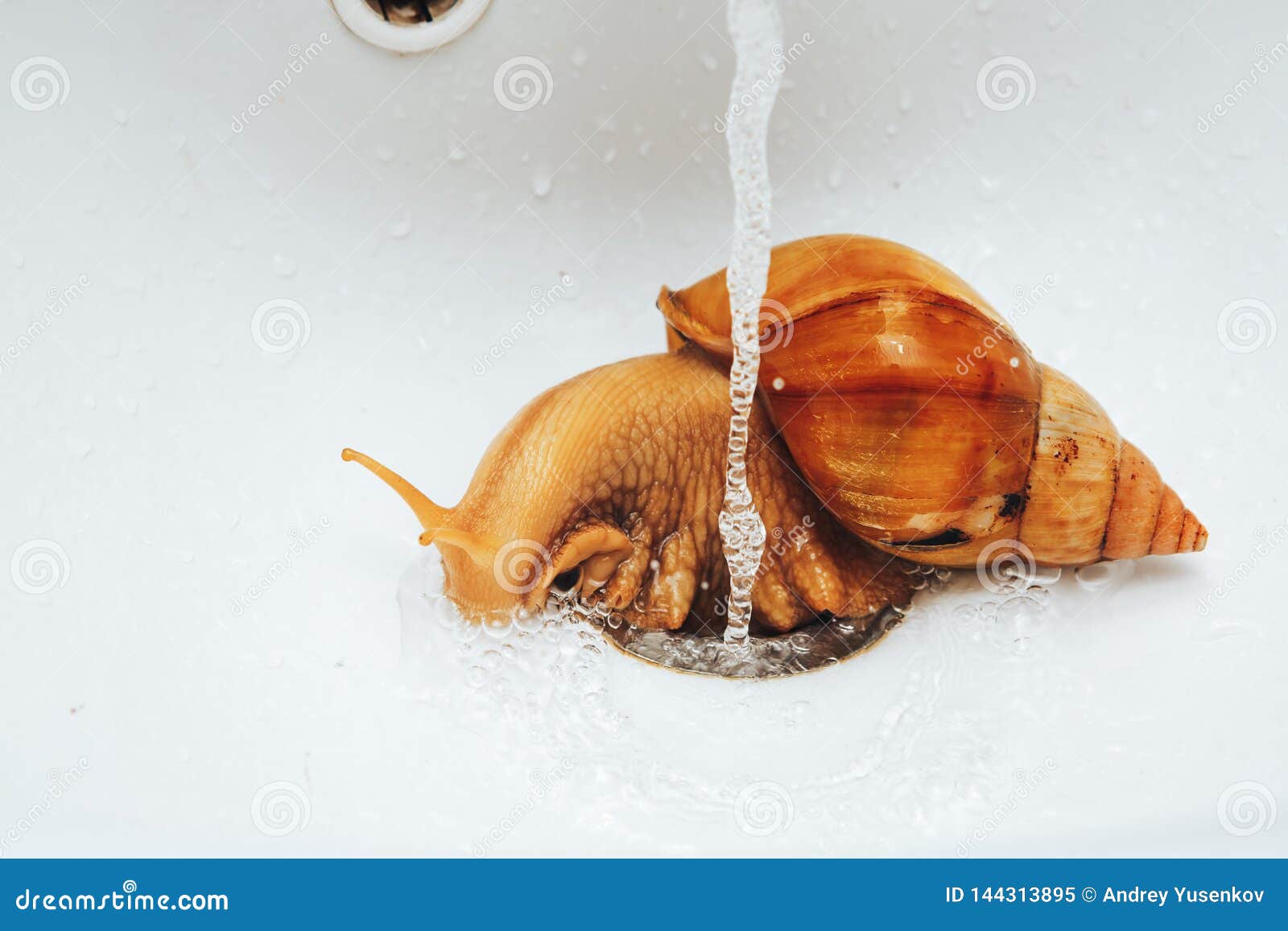 Snail Takes a Shower. Splashes and Water Drops. Stock Image - Image of  closeup, giant: 144313895