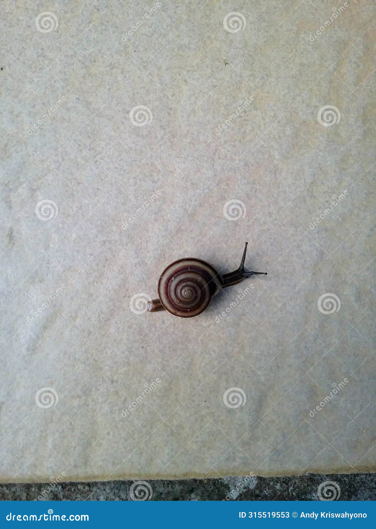 a snail with two antennae and a cyclone patterned shell.