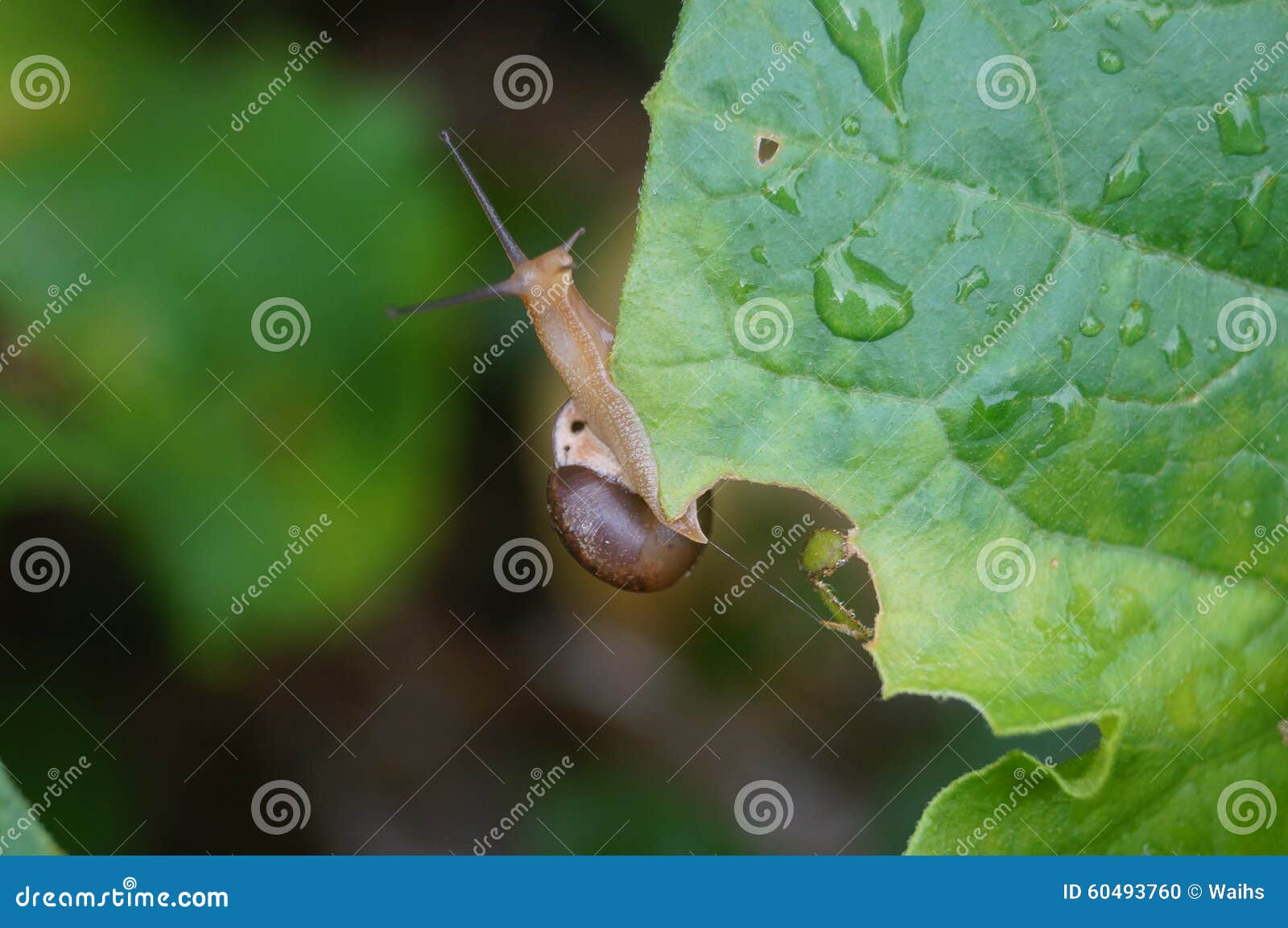 Snail in the Vegetable Leaf Stock Photo Image of reptiles, outdoor