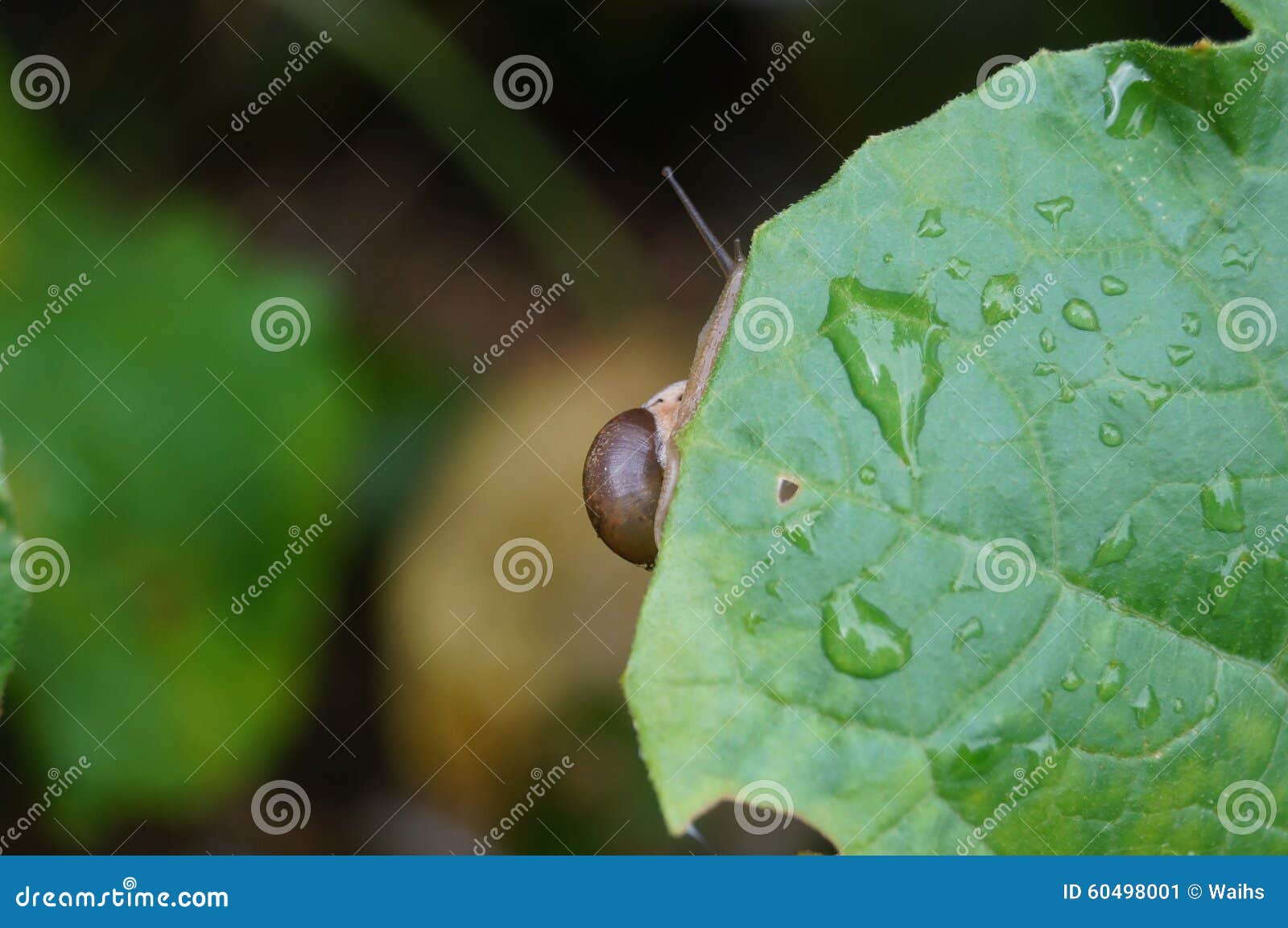Snail in the Vegetable Leaf Stock Image Image of snails, activities