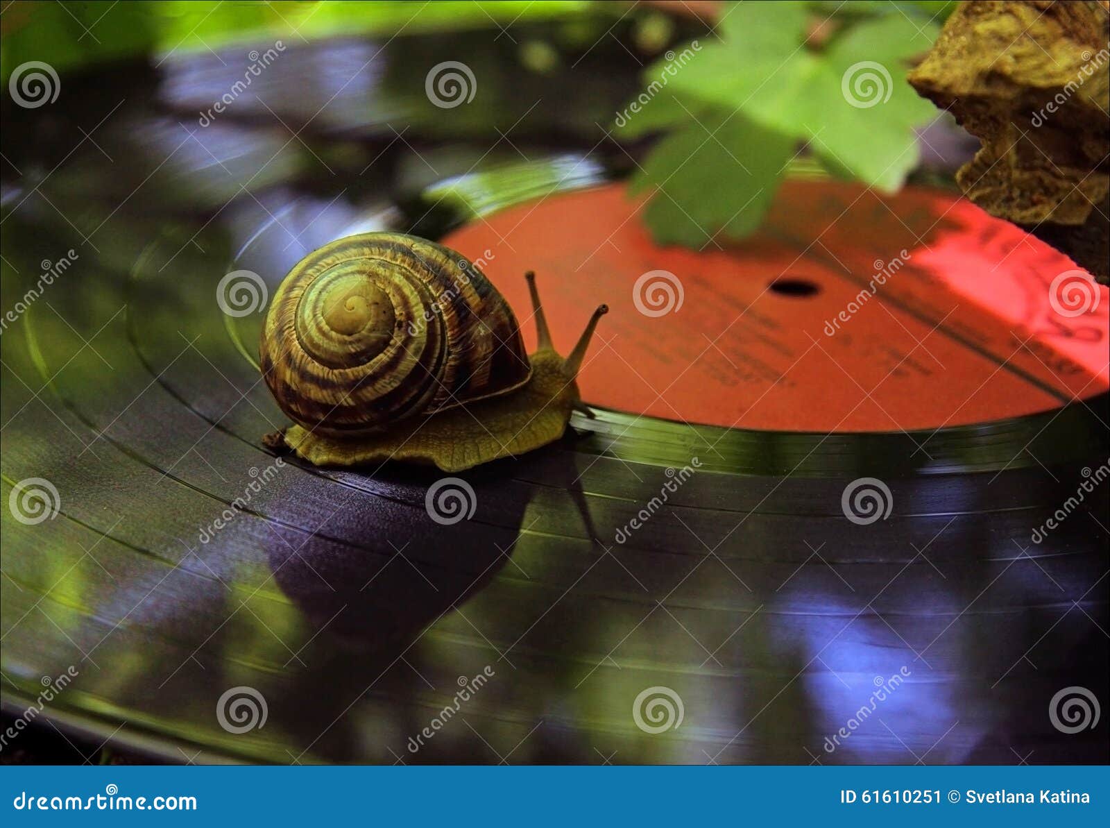 Snail on Vinyl in the Woods Stock Image Image of touch, cochlea 61610251
