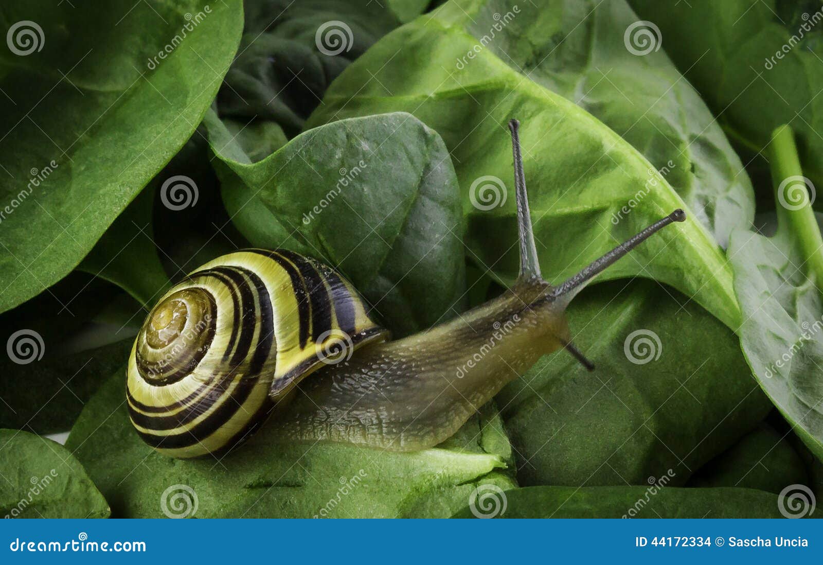 Snail and the Wall of Spinach Stock Photo Image of slow, wall 44172334