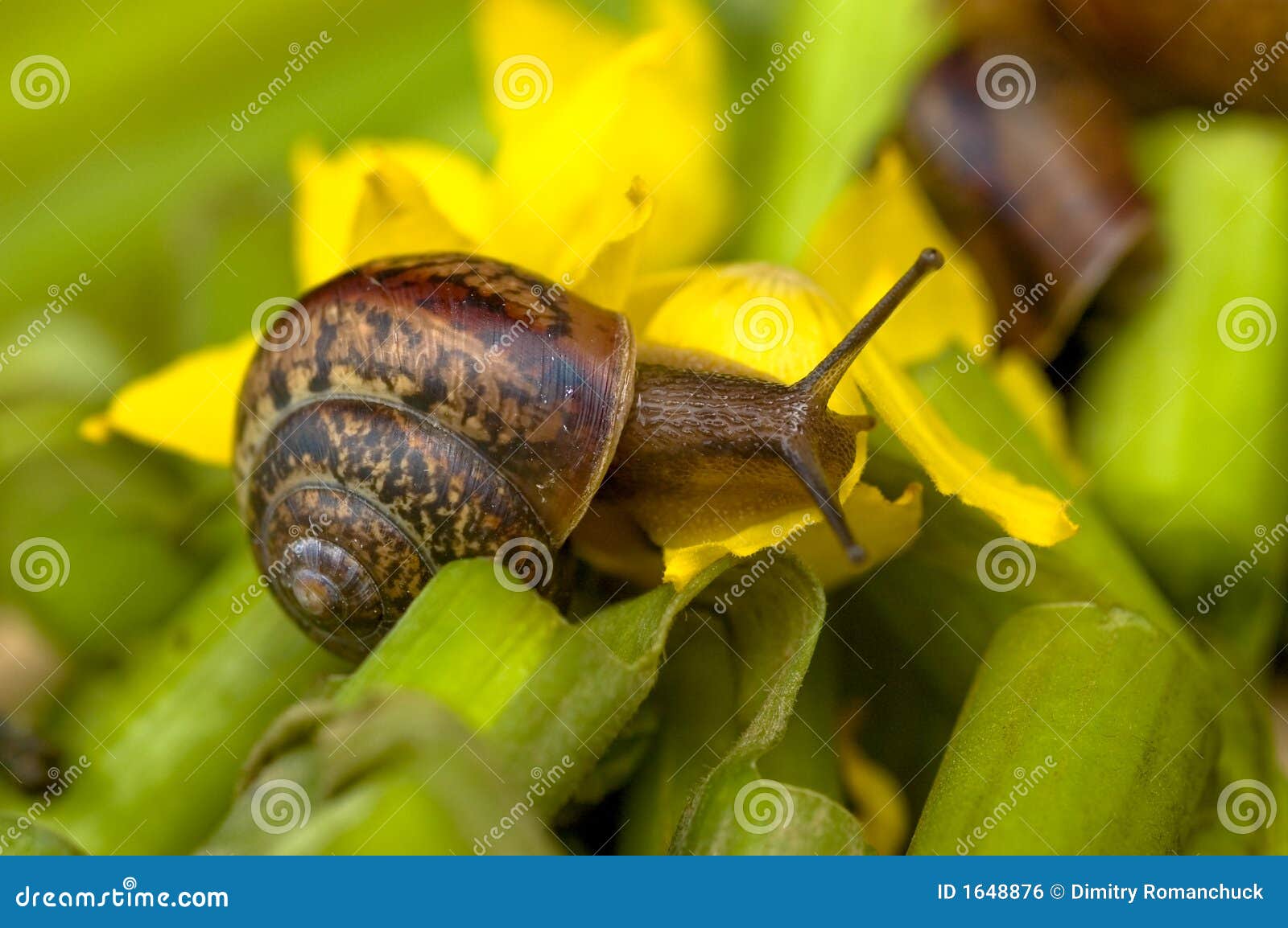Snail And Water Lily Picture. Image 1648876