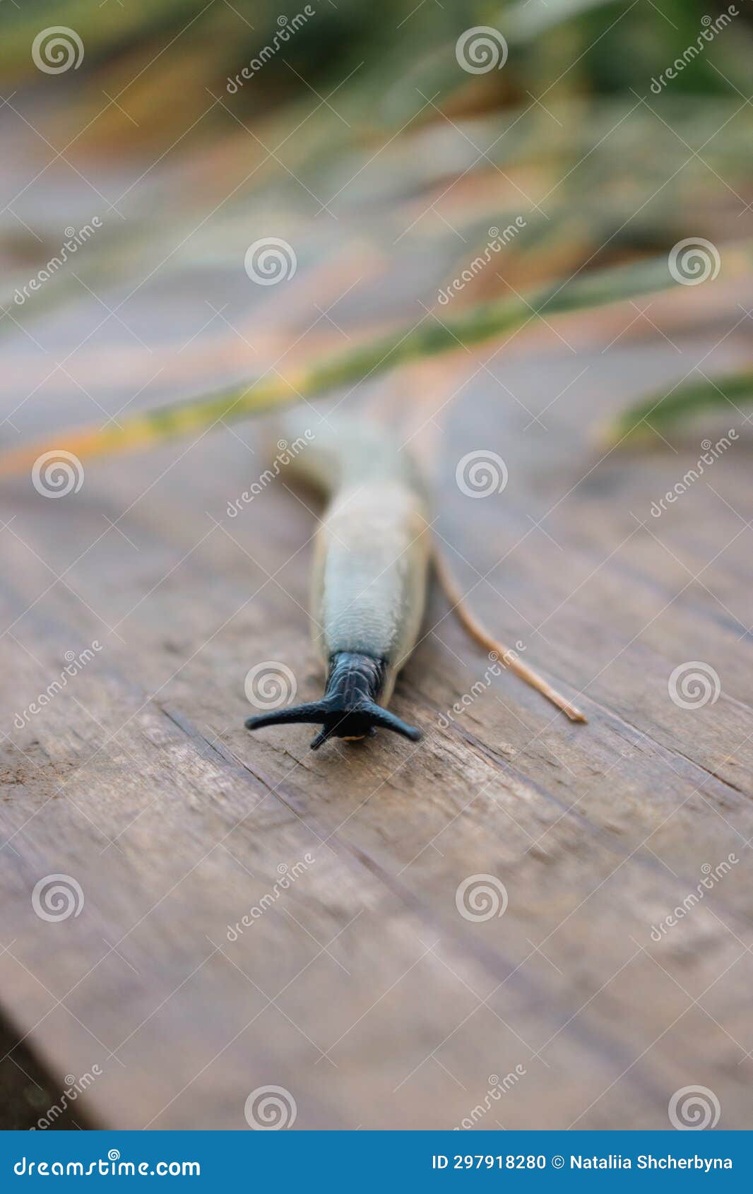 Snail on a Wooden Background. Snail without Shell on Board. Helix with