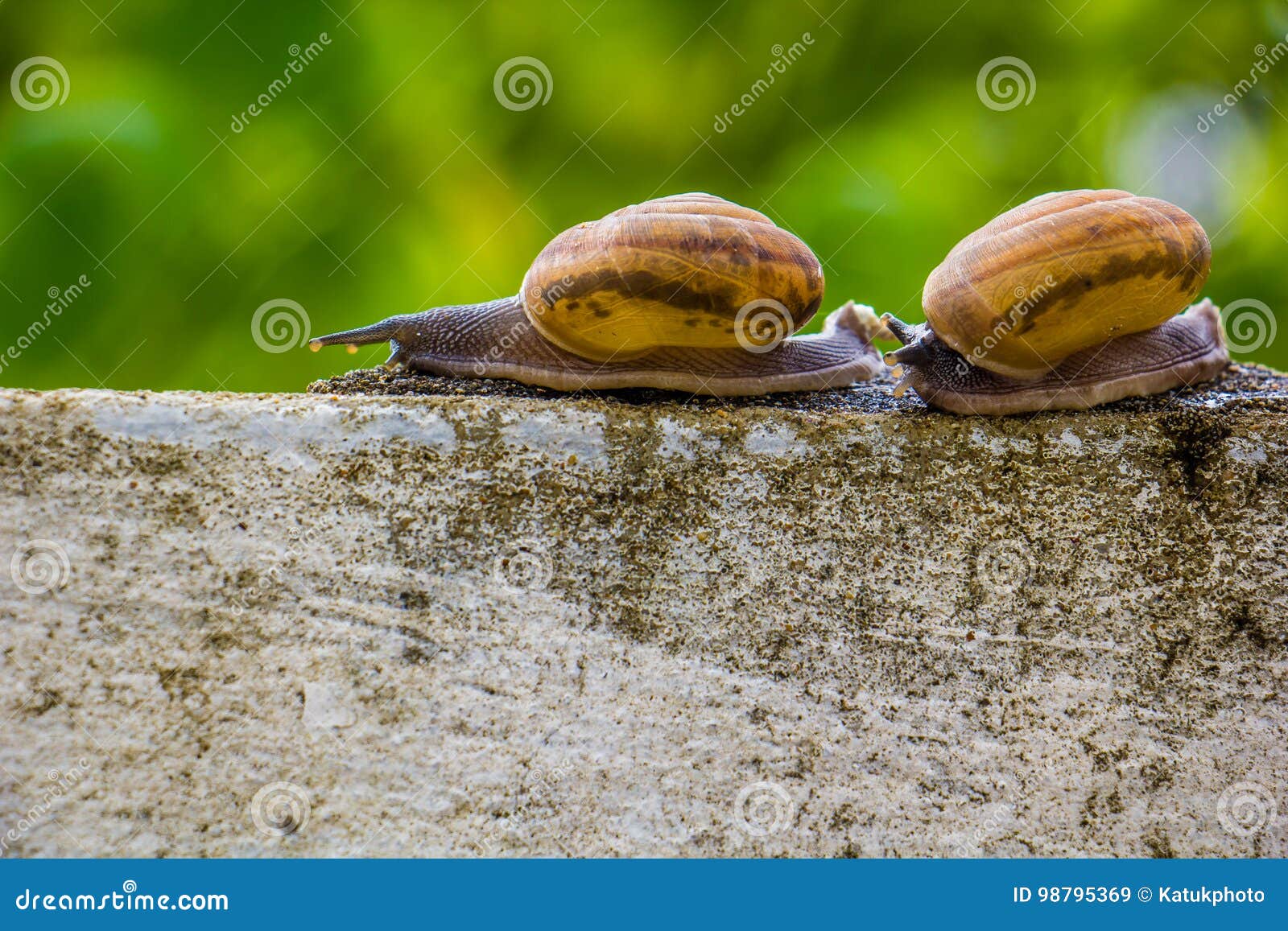 snaile on the concrete wall in macro close-up blurred background