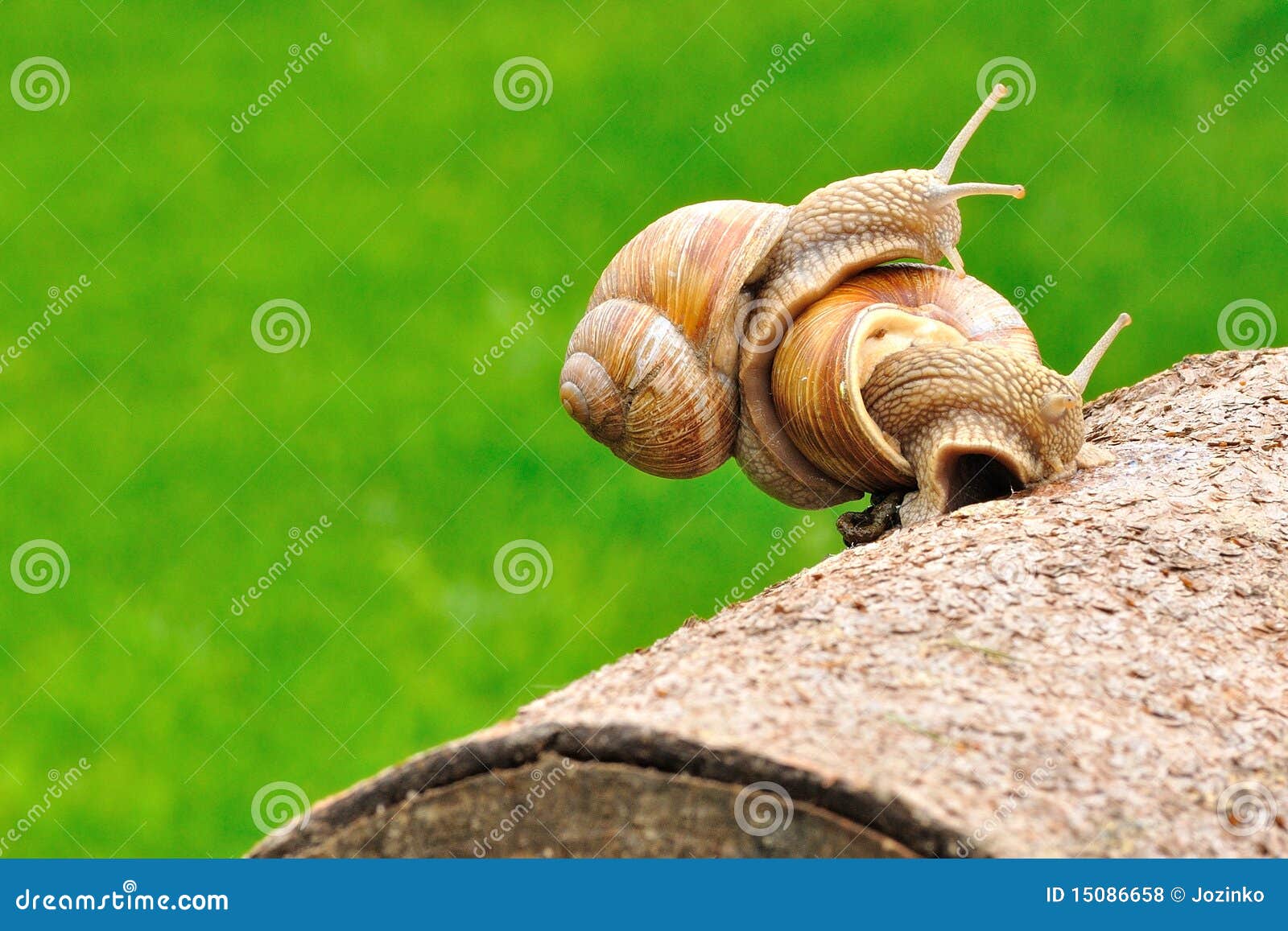 Snails stock photo. Image of snail, garden, couple, creep 15086658