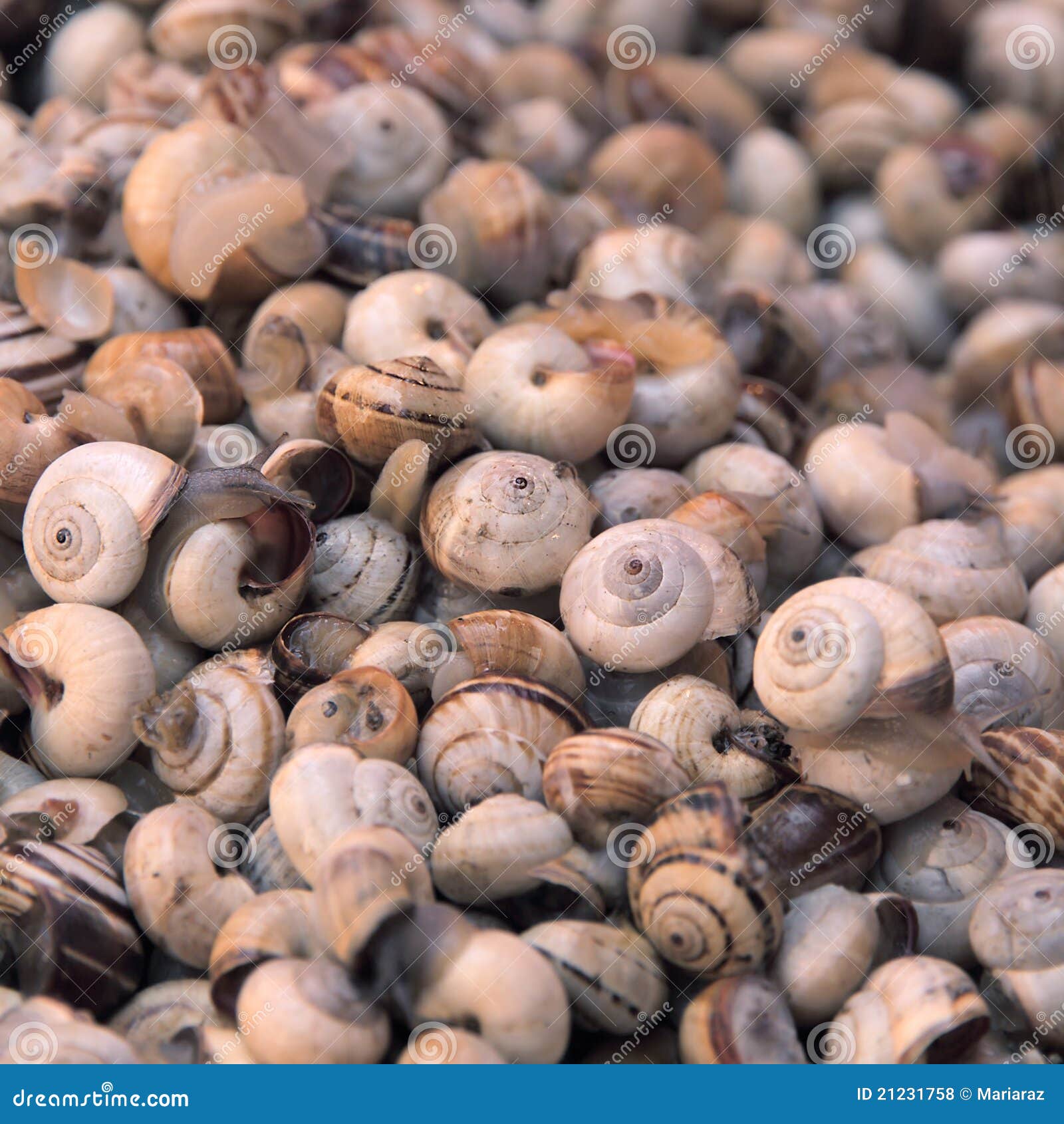 Snails stock photo. Image of italian, snail, mollusk 21231758