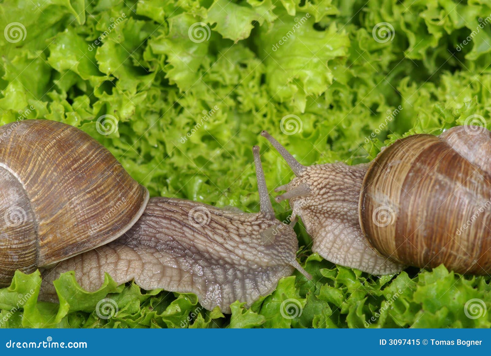 Two happy snails in love