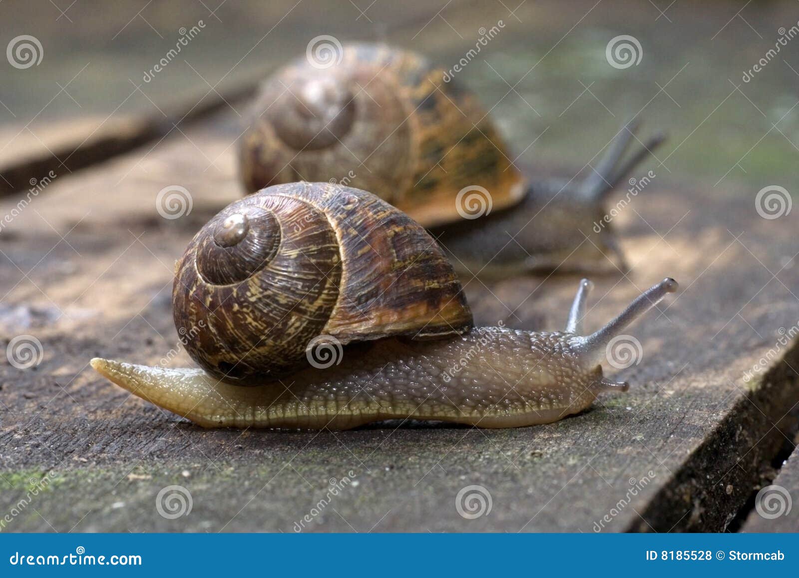 Snails stock photo. Image of wildlife, hermaphrodites 8185528