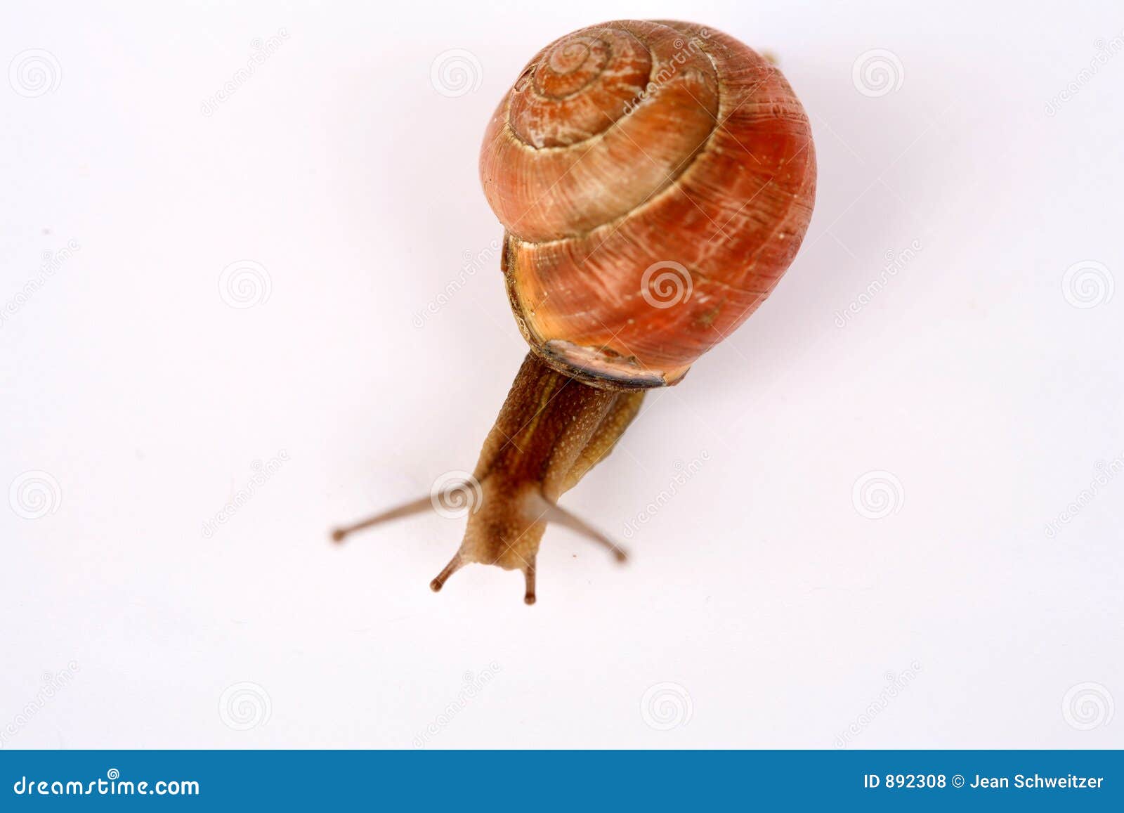 snails