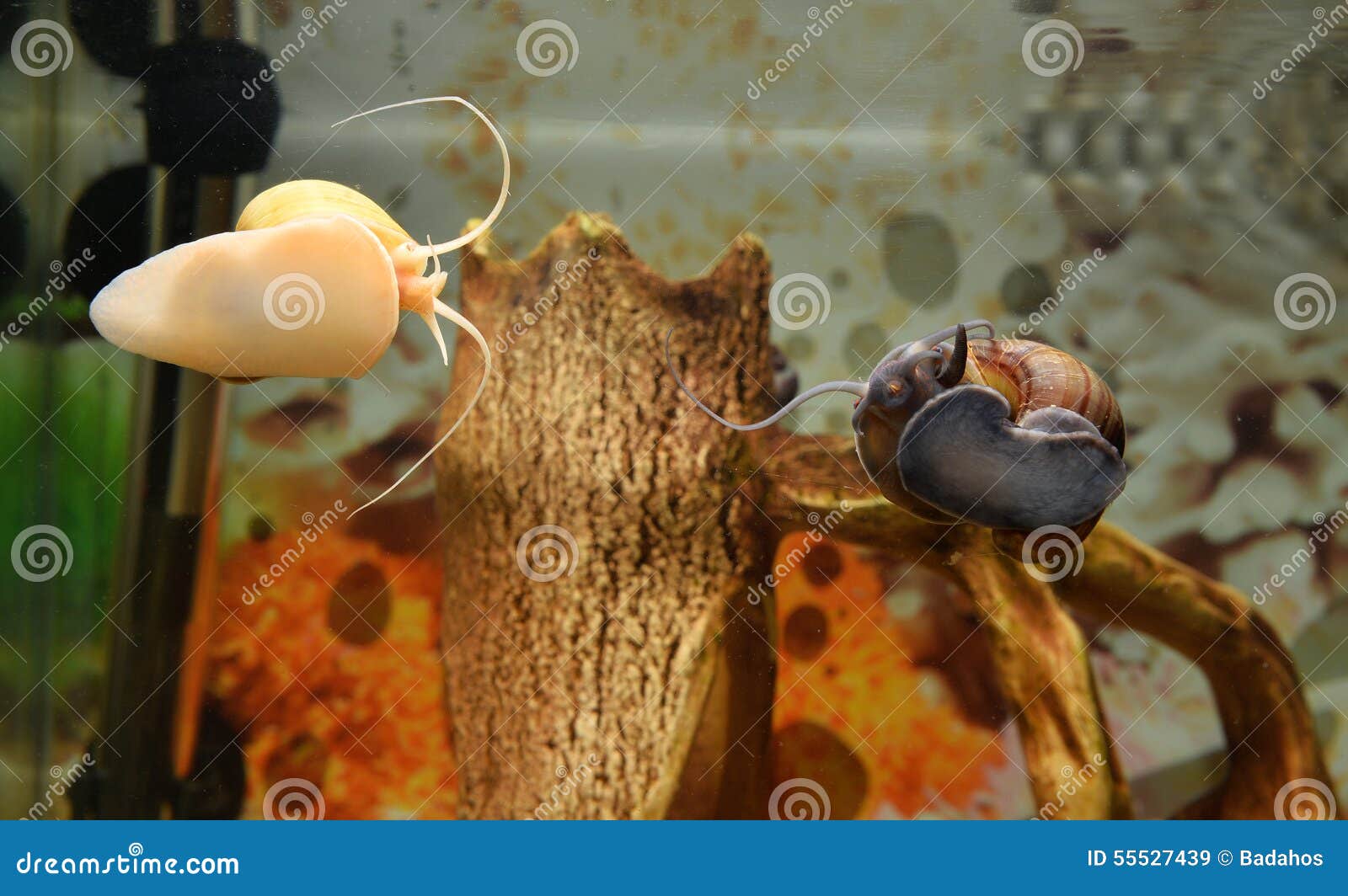 Two Big Snails In The Aquarium Ampularia RoyaltyFree Stock Photo