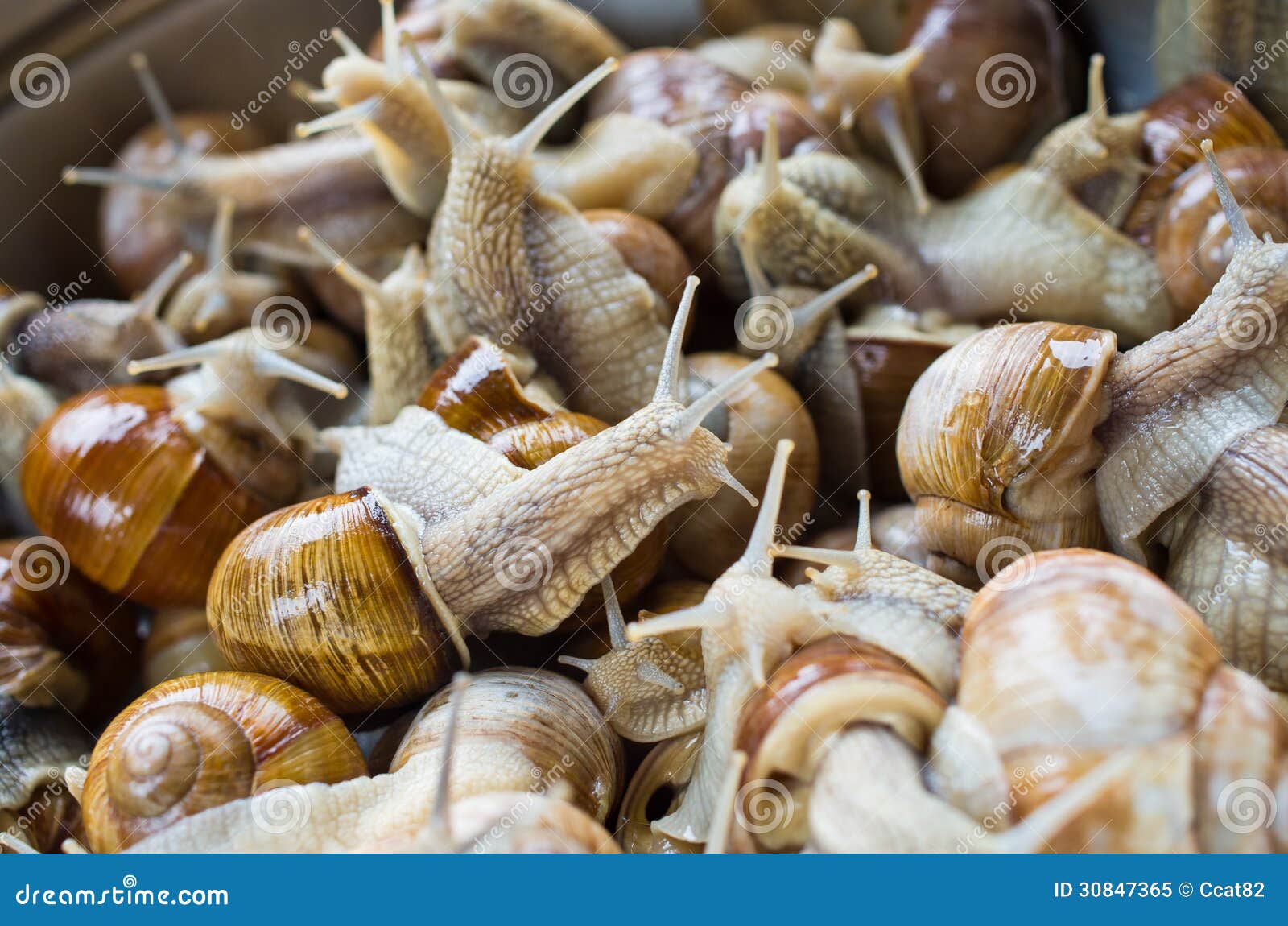Snails in the Bowl during Preparation Stock Image Image of dinner, mediterranean 30847365
