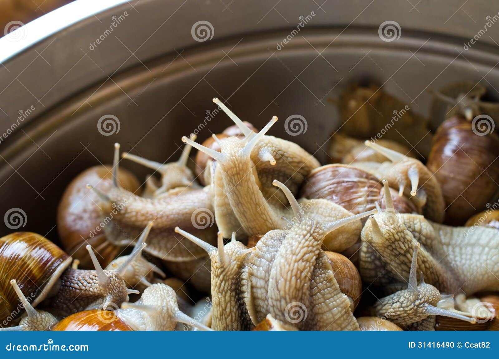 Snails In The Bowl During Preparation Snails In The Bowl During Preparation Stock Photo Image