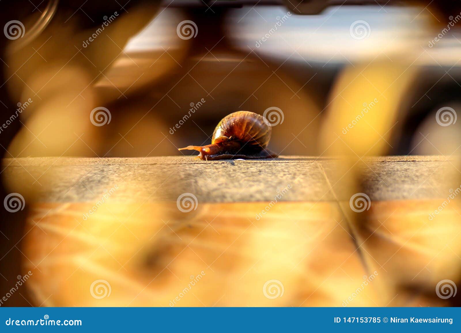 Snails with Brown Striped Shell, Crawling on Old Concrete Stock Image
