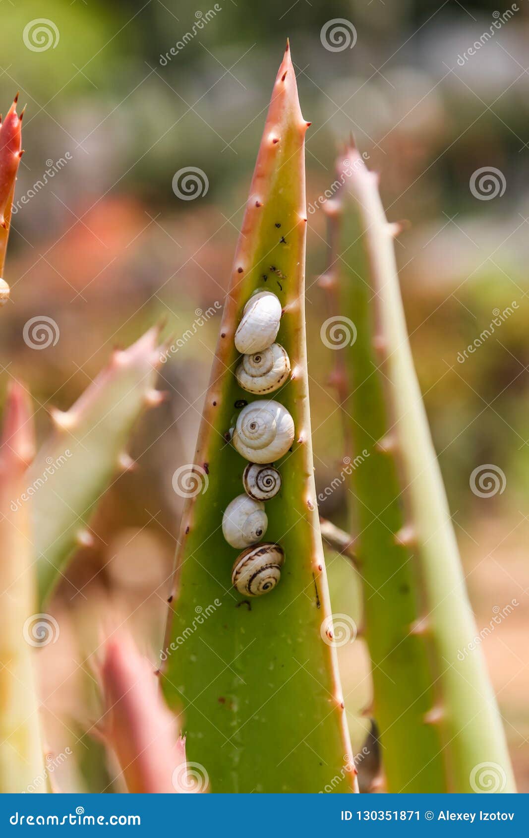 Snails Crawling on Aloe Leaf in Israel Stock Image Image of pest
