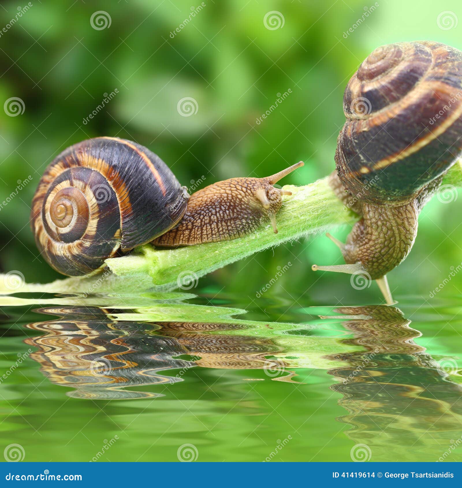 Snails crawling on plant stock photo. Image of organic 41419614
