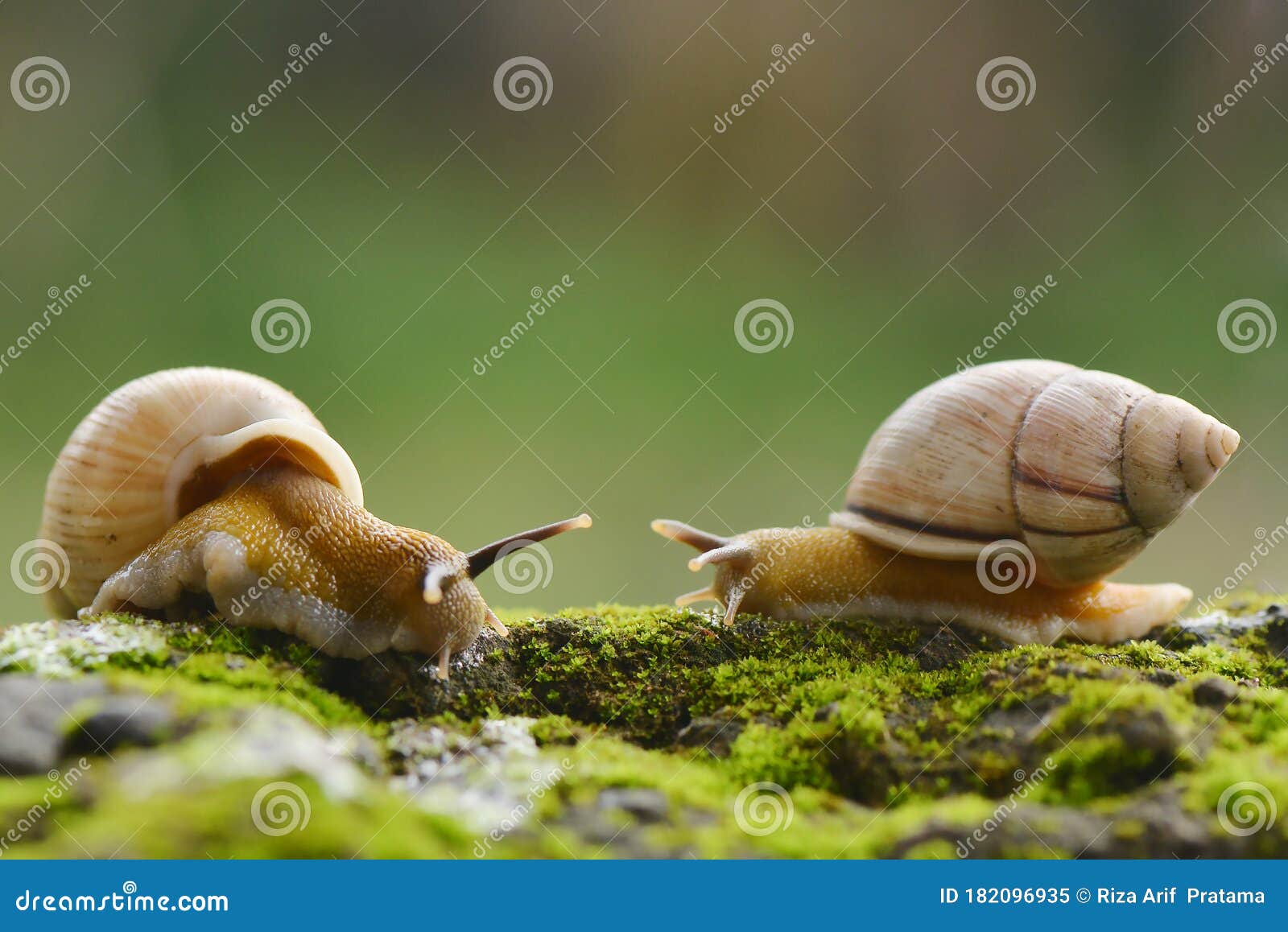 Snails Eat this Moss this Morning Stock Image Image of fresh, morning
