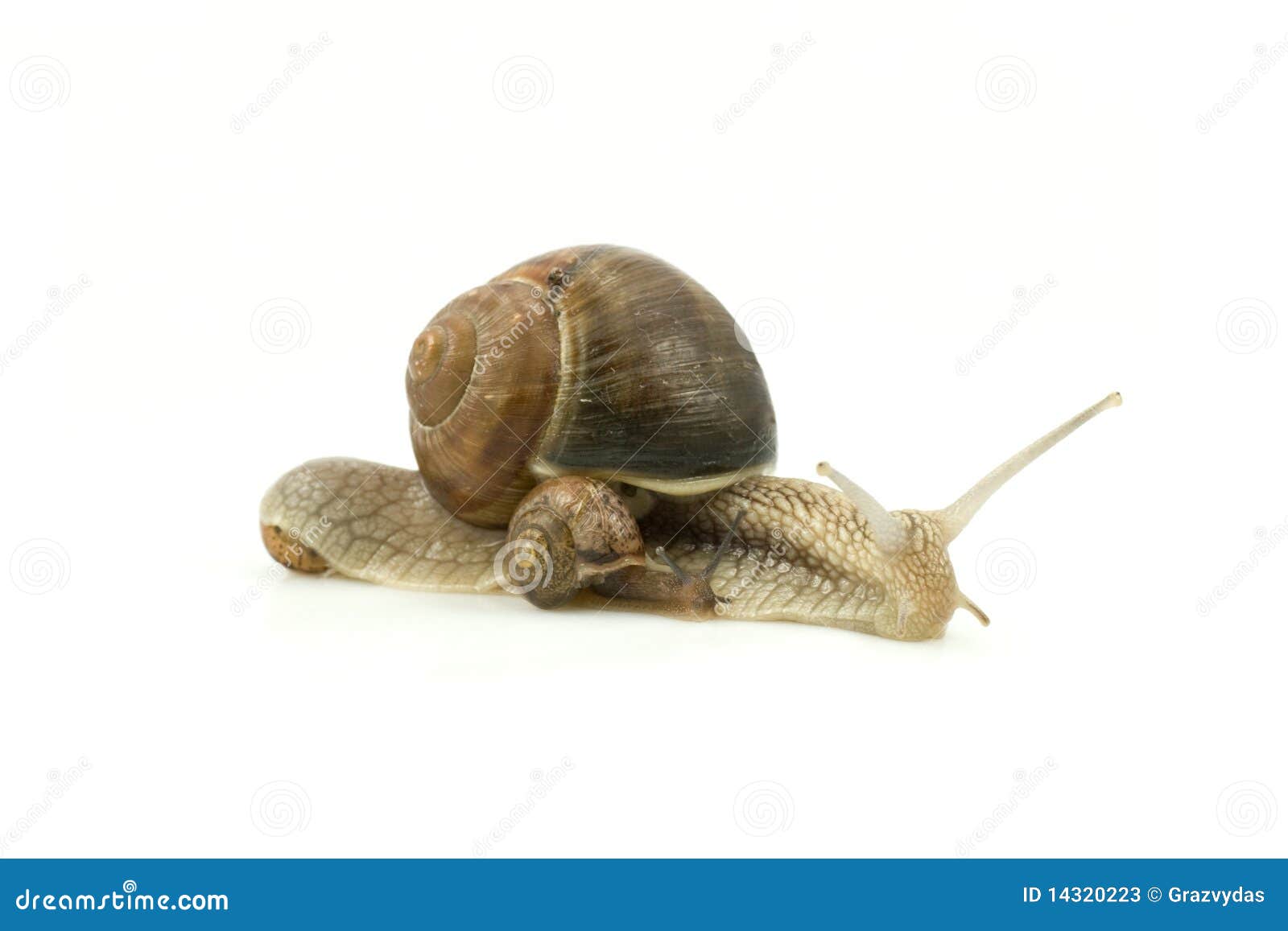 Snails family crawling stock image. Image of amphibian 14320223