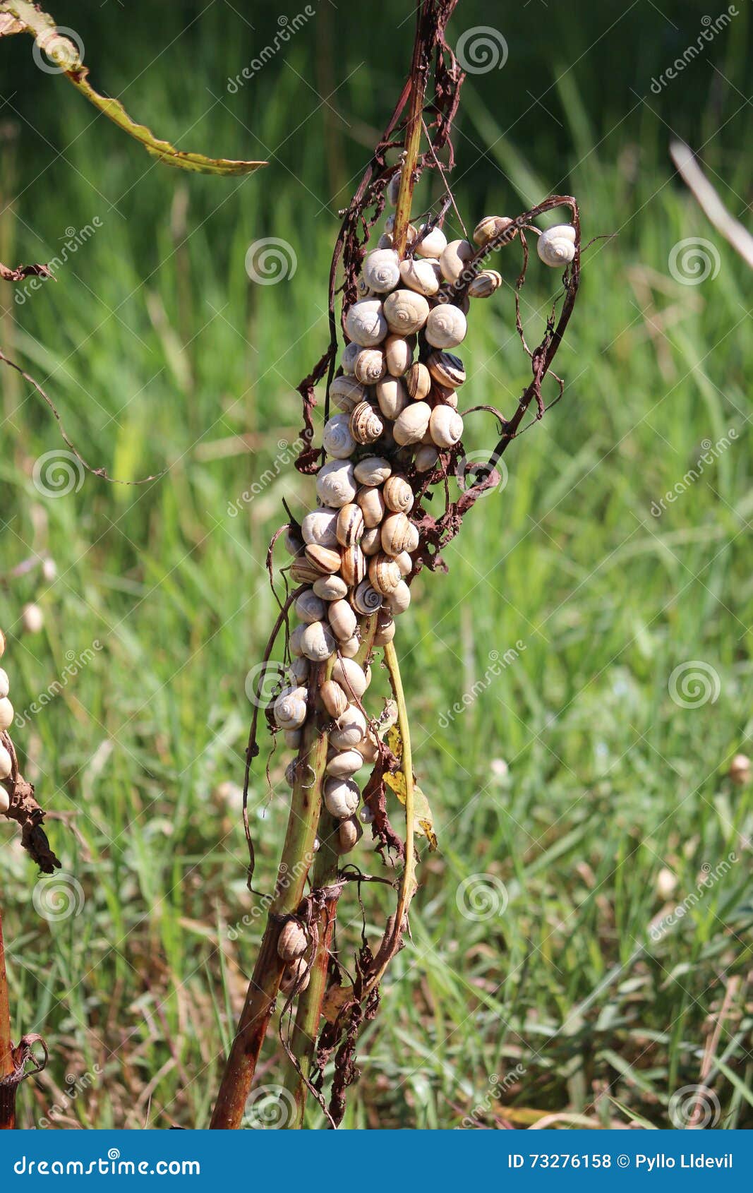 snails [from a farm]