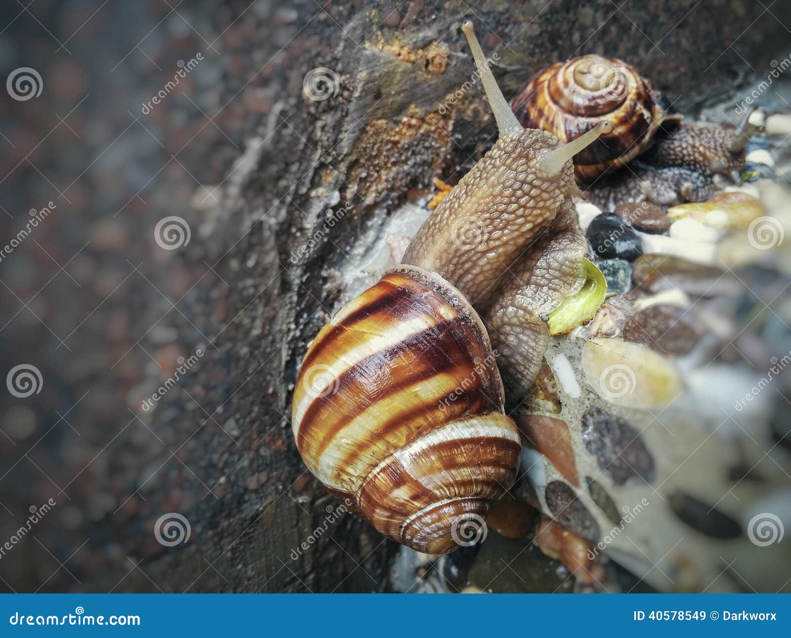 Snails feeding after rain stock image. Image of mobile 40578549