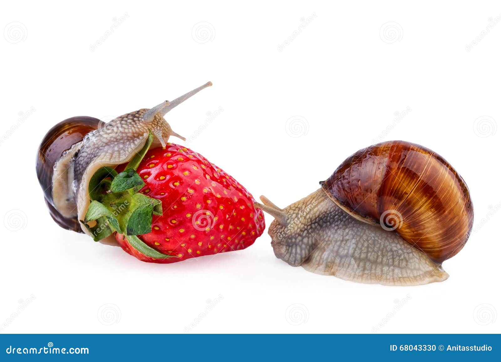 Snails garden pest stock photo. Image of movement, creeping 68043330