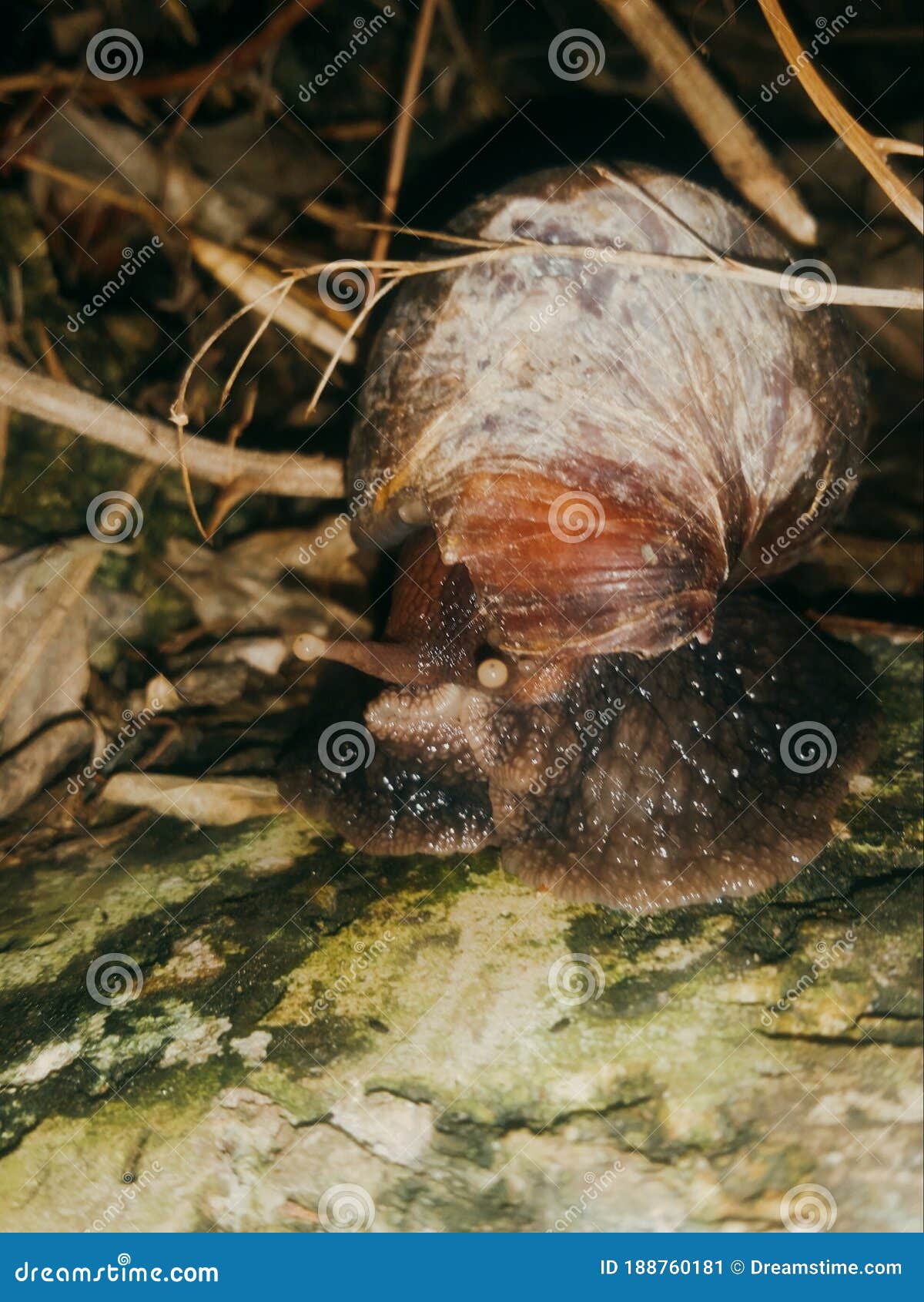 Snails in Its Natural Habitat Stock Image Image of shells, gliding