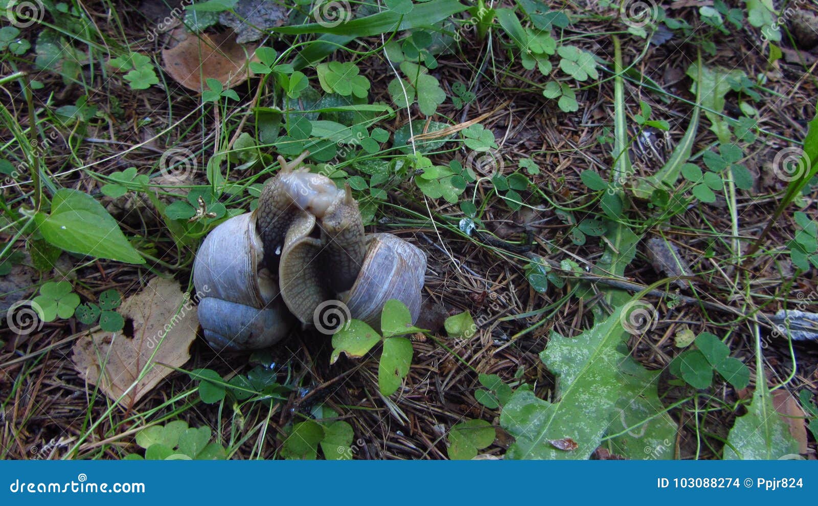 Snails Mating stock photo. Image of mating, close, autumn 103088274