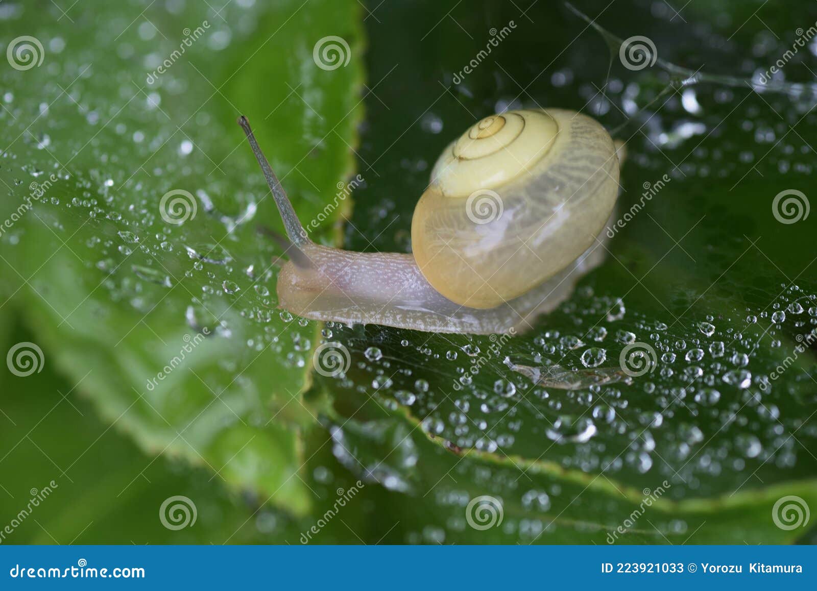Snails stock image. Image of burgundy, crawling, wildlife 223921033