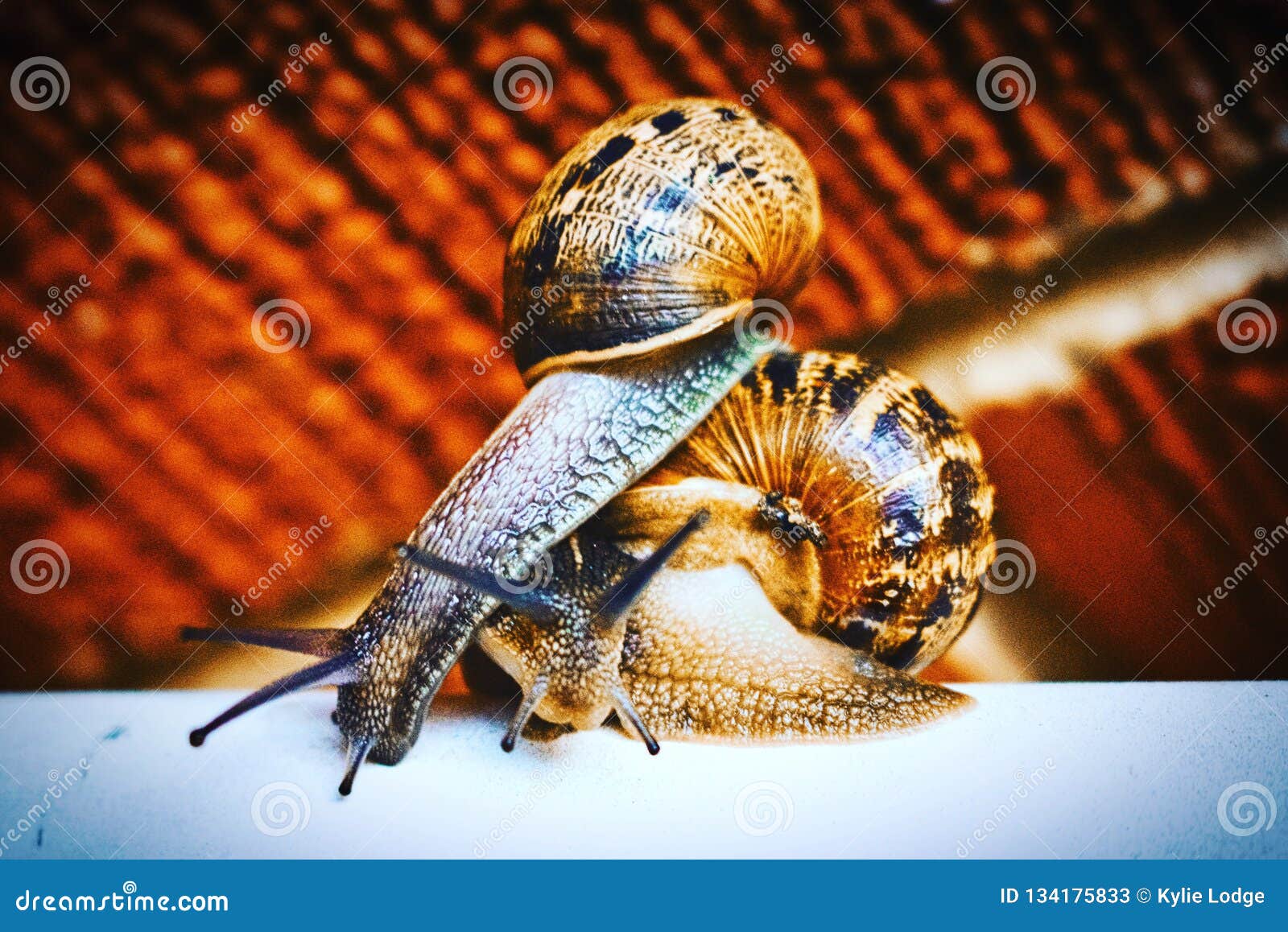 Overtaking a snail stock image. Image of snails, pace 134175833