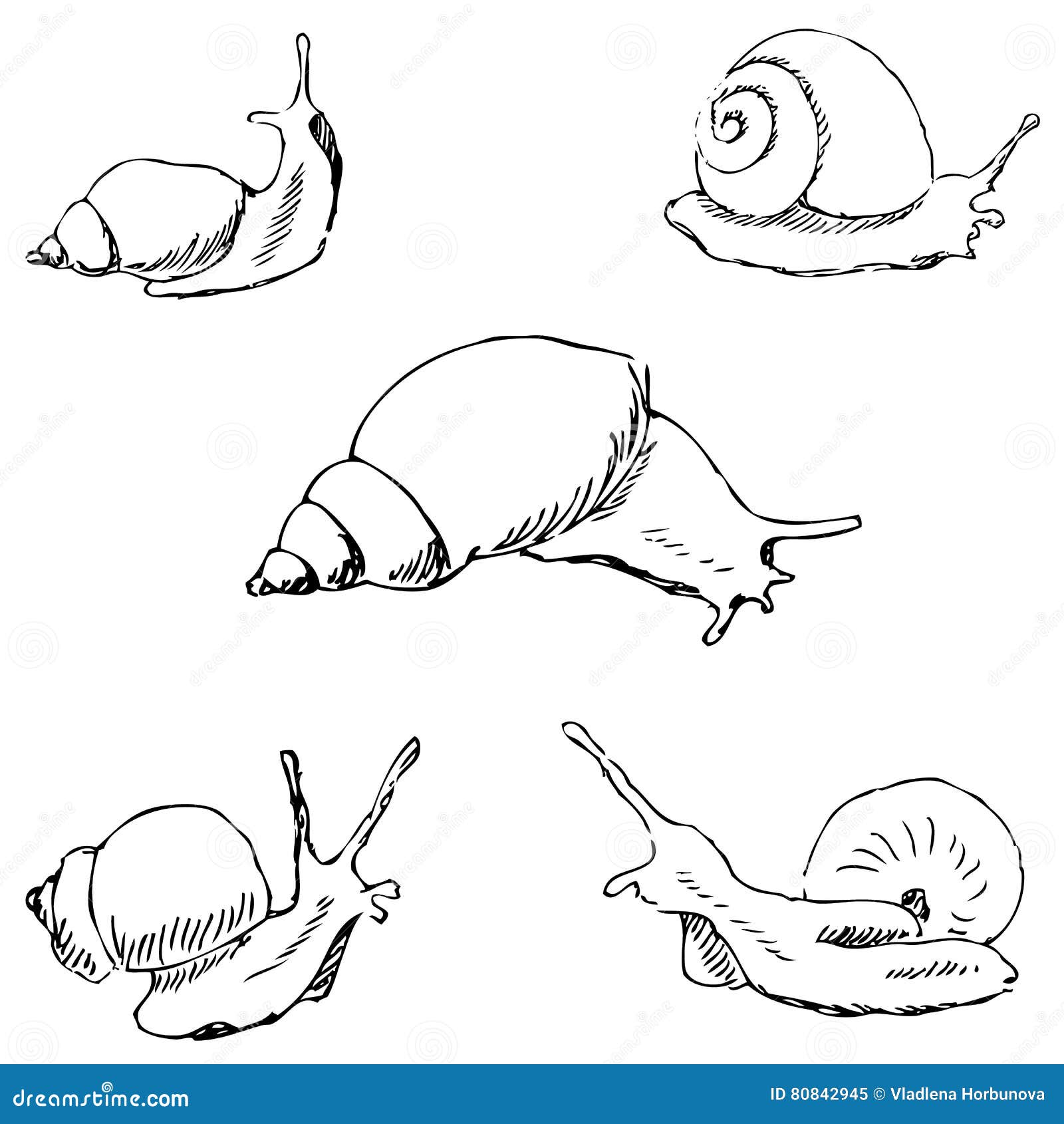 Snails. Pencil Sketch By Hand Cartoon Vector 80842945