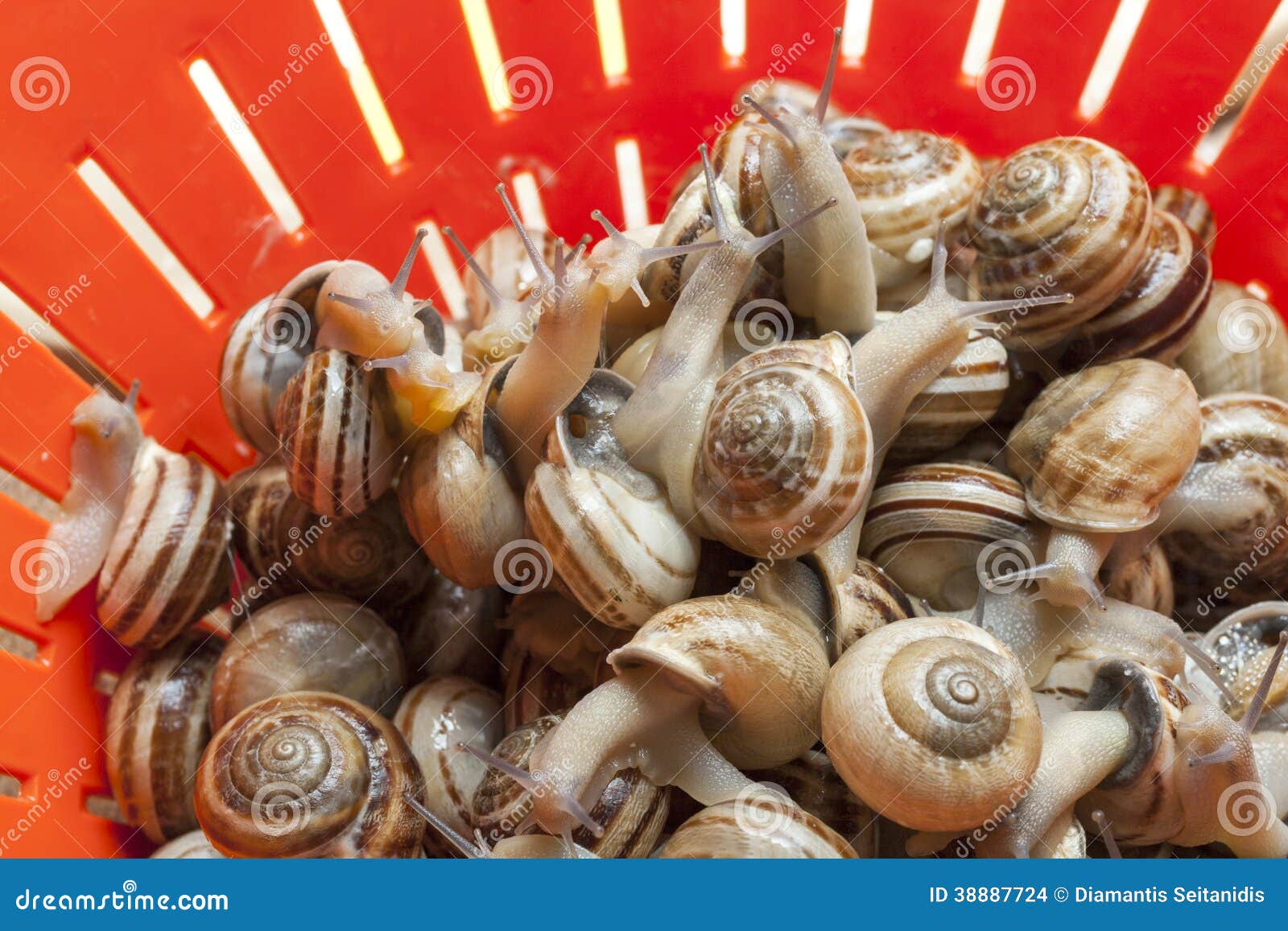Snails stock photo. Image of wildlife, studio, moving 38887724