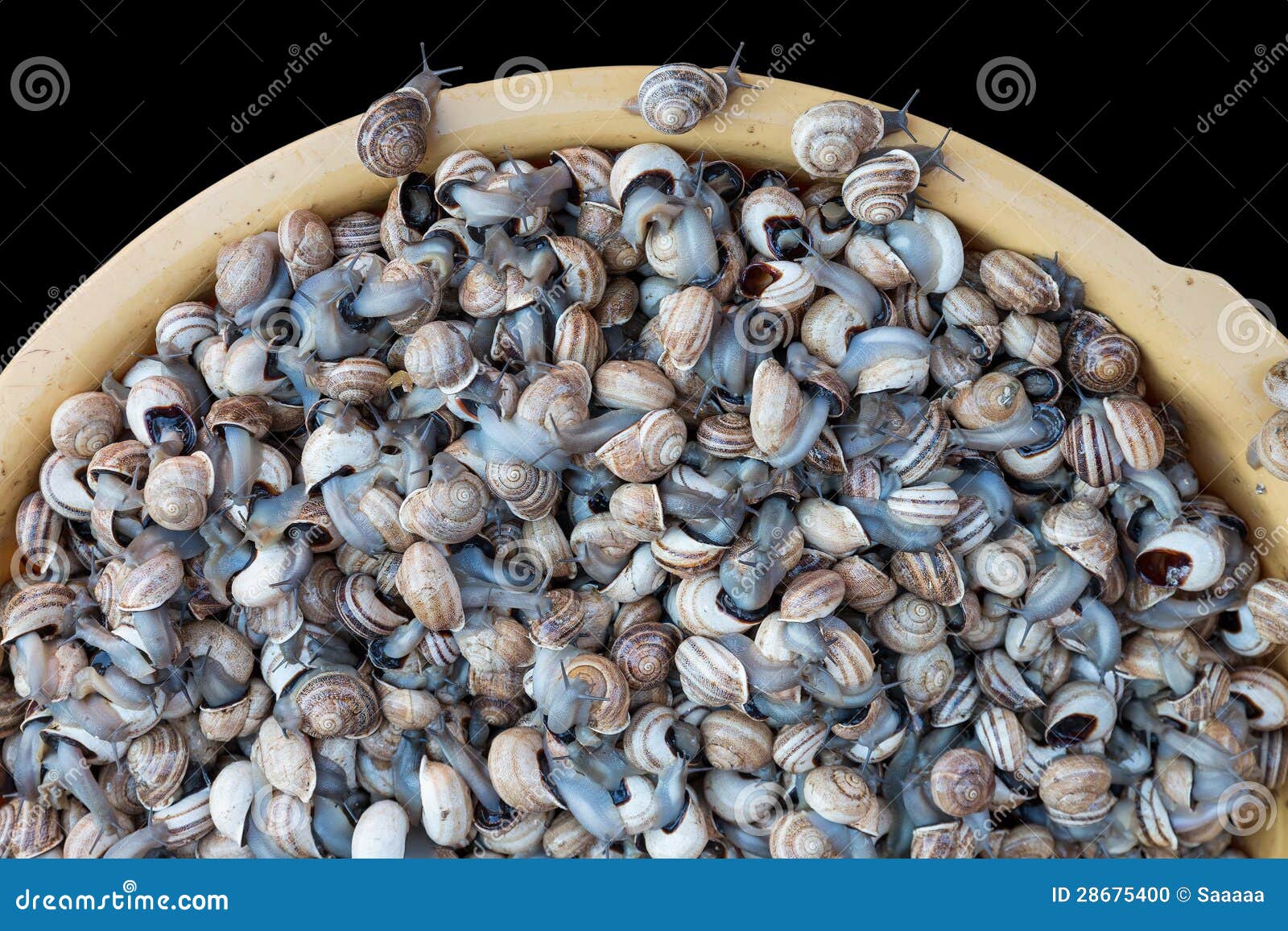 Snails for sale stock photo. Image of bucket, pile, escargot 28675400