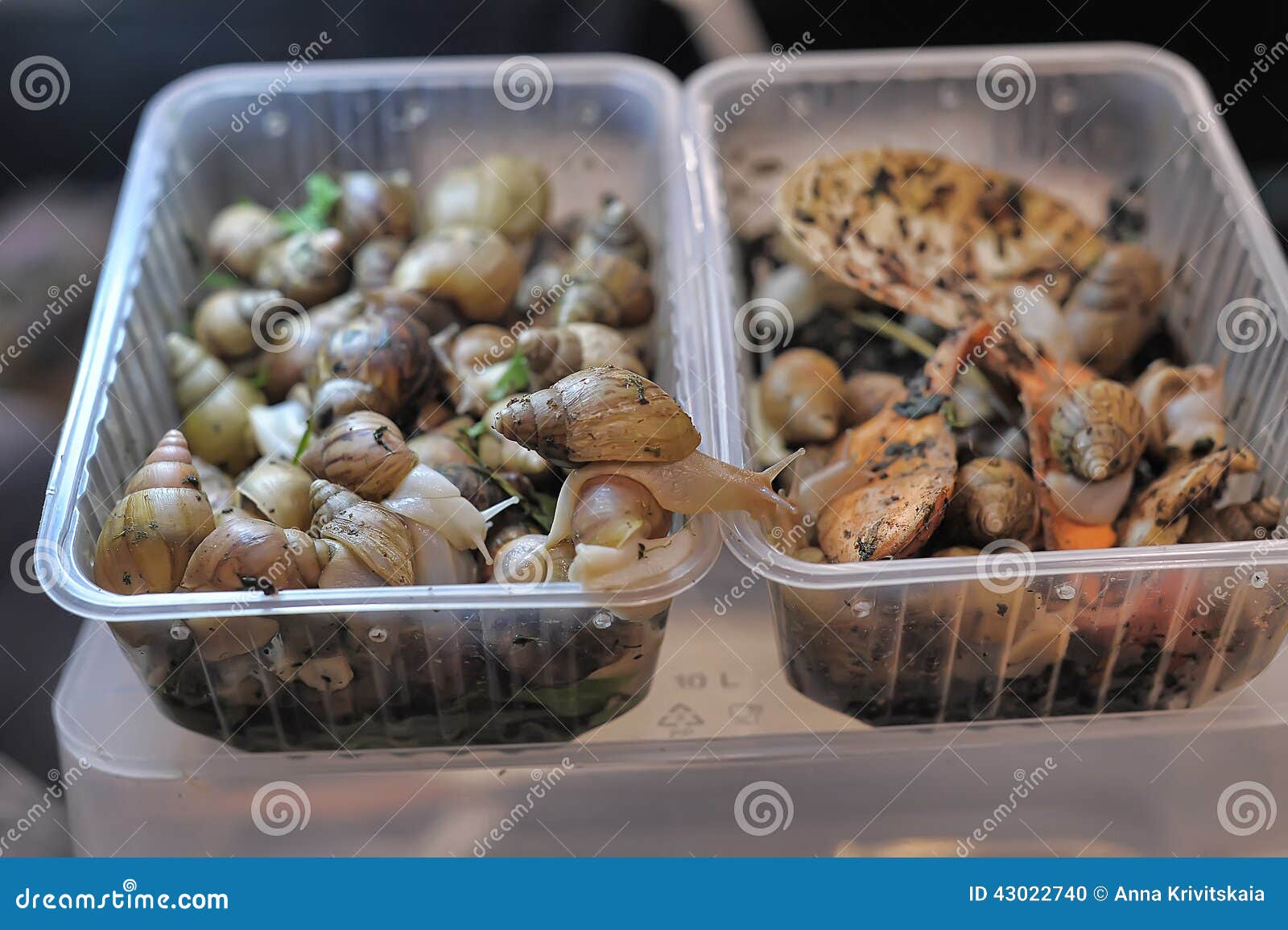 Snails for sale stock photo. Image of mollusc, east, african 43022740