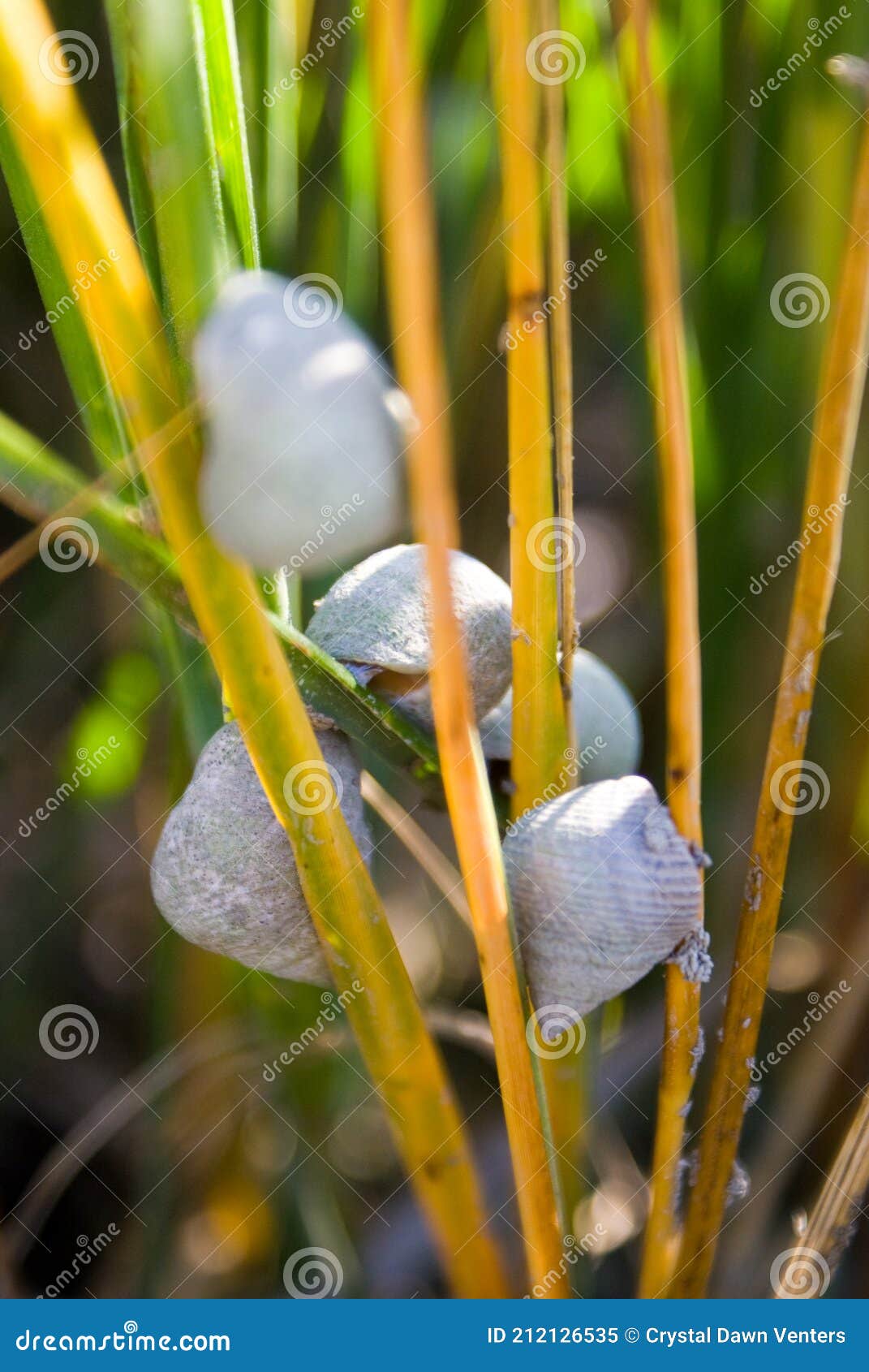Snails on Sea Grass stock image. Image of shell, marine 212126535