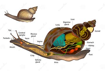 Snails or Slugs Anatomy Snail Body Structure Diagram. Internal and