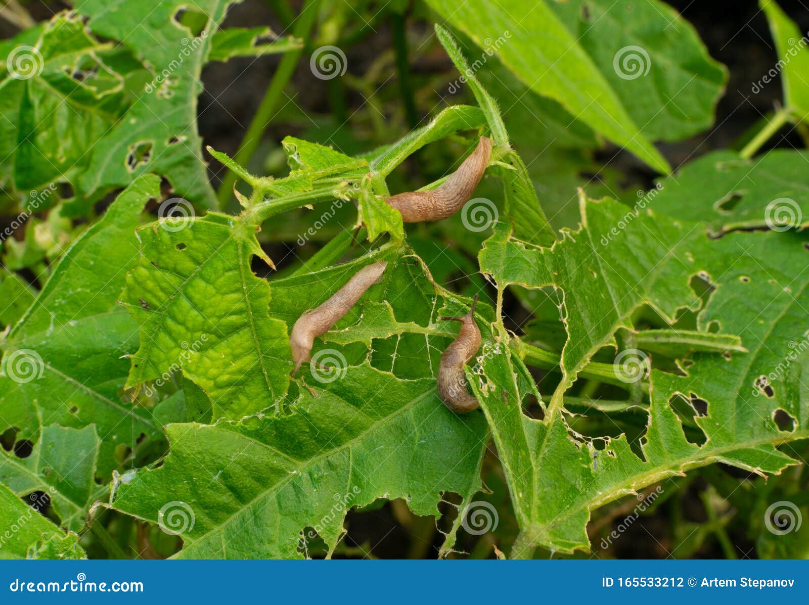 snails, slugs or brown slugs destroy plants in the garden