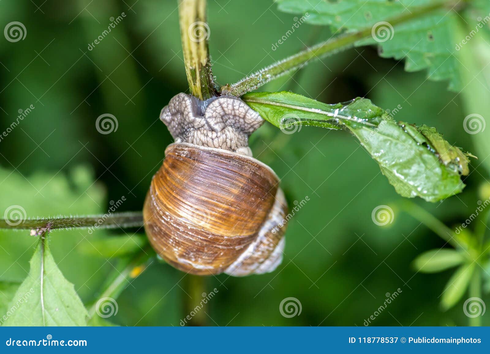 Snails And Slugs, Snail, Molluscs, Invertebrate Picture. Image 118778537