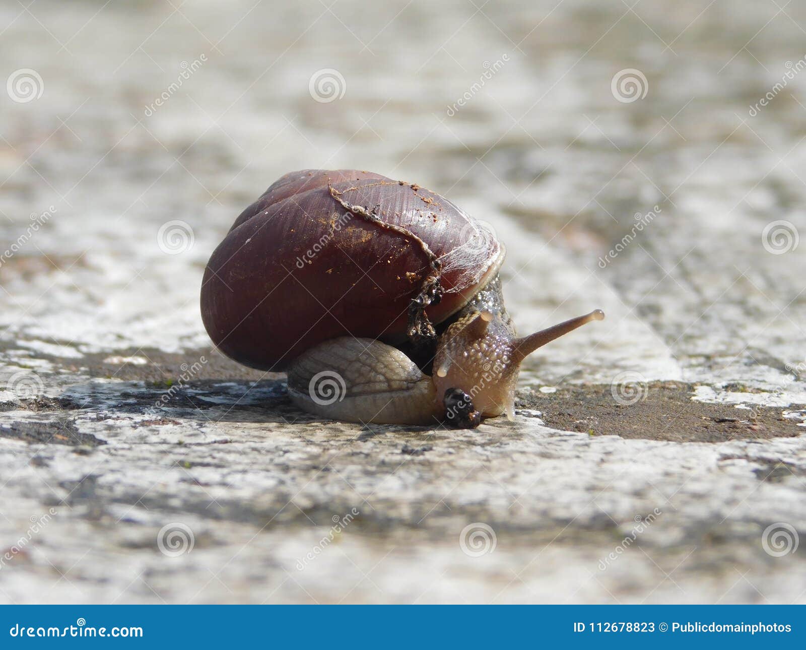 Snails And Slugs, Snail, Molluscs, Slug Picture. Image 112678823