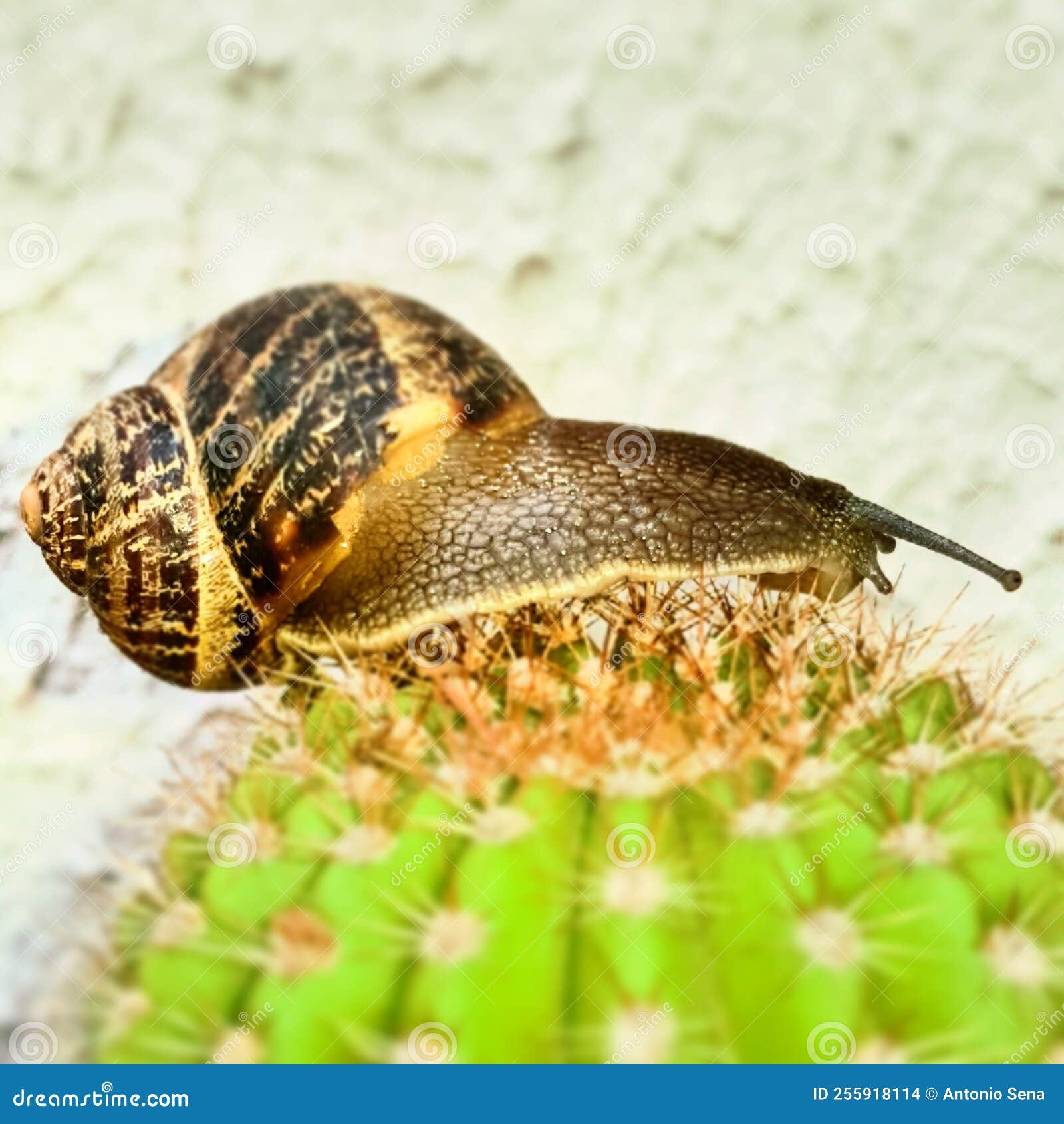 Snails on Spikes of a Cactus Stock Photo Image of plant, insect