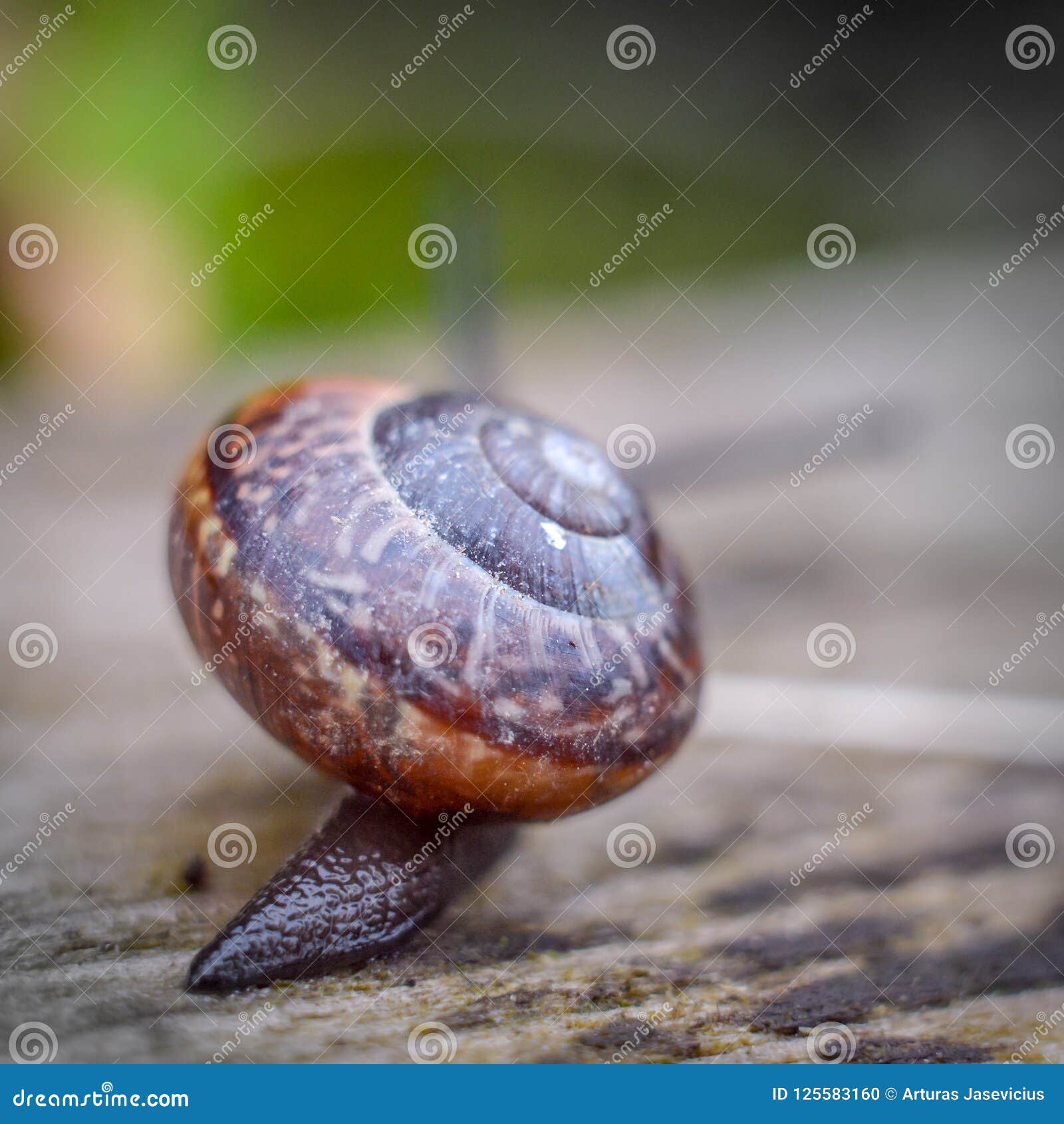 Snail from the back stock photo. Image of antennas, snail 125583160