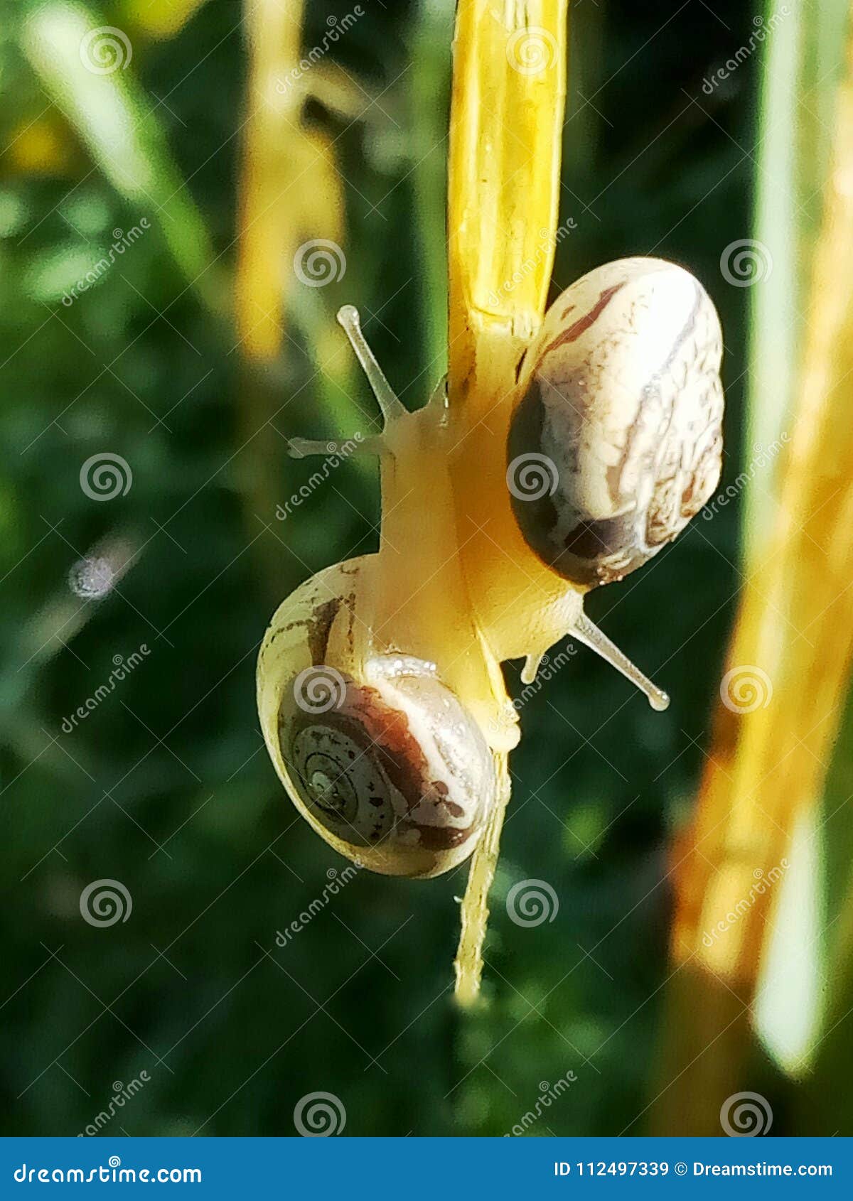 Snails stock image. Image of snails, touch, plant 112497339
