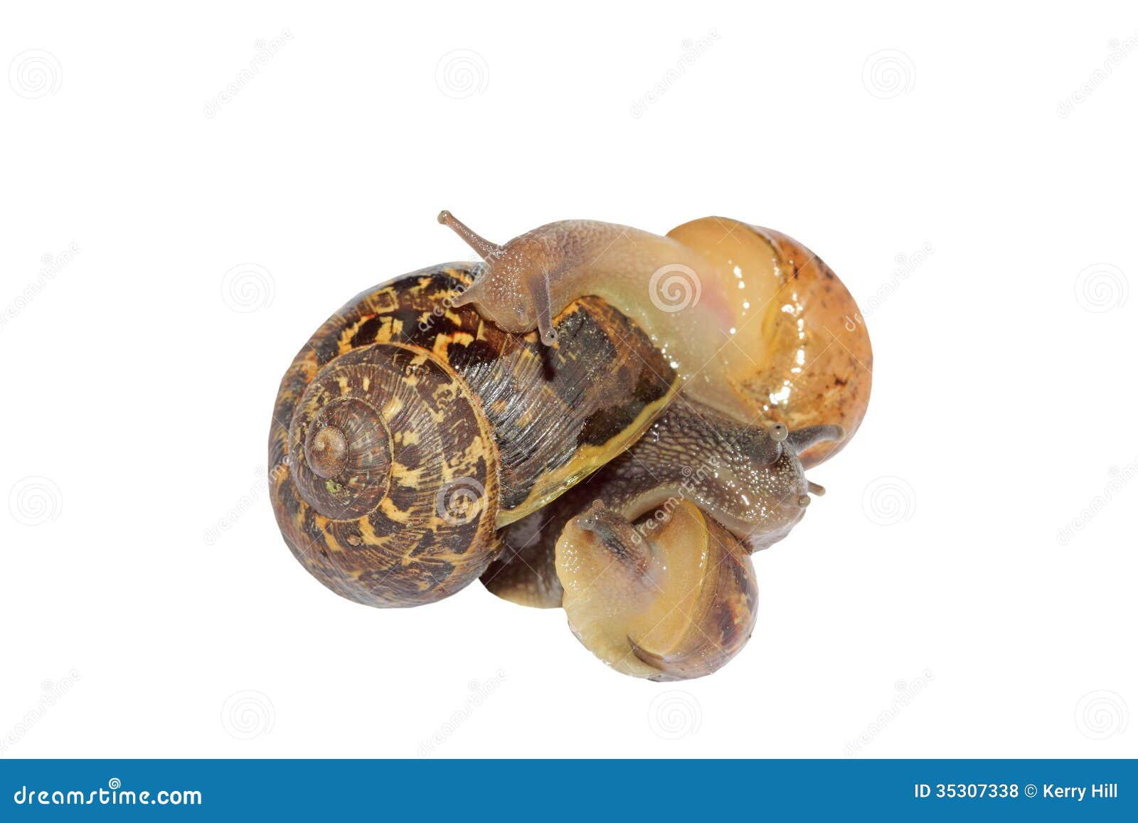 Snails together isolated stock photo. Image of slip, mollusk 35307338